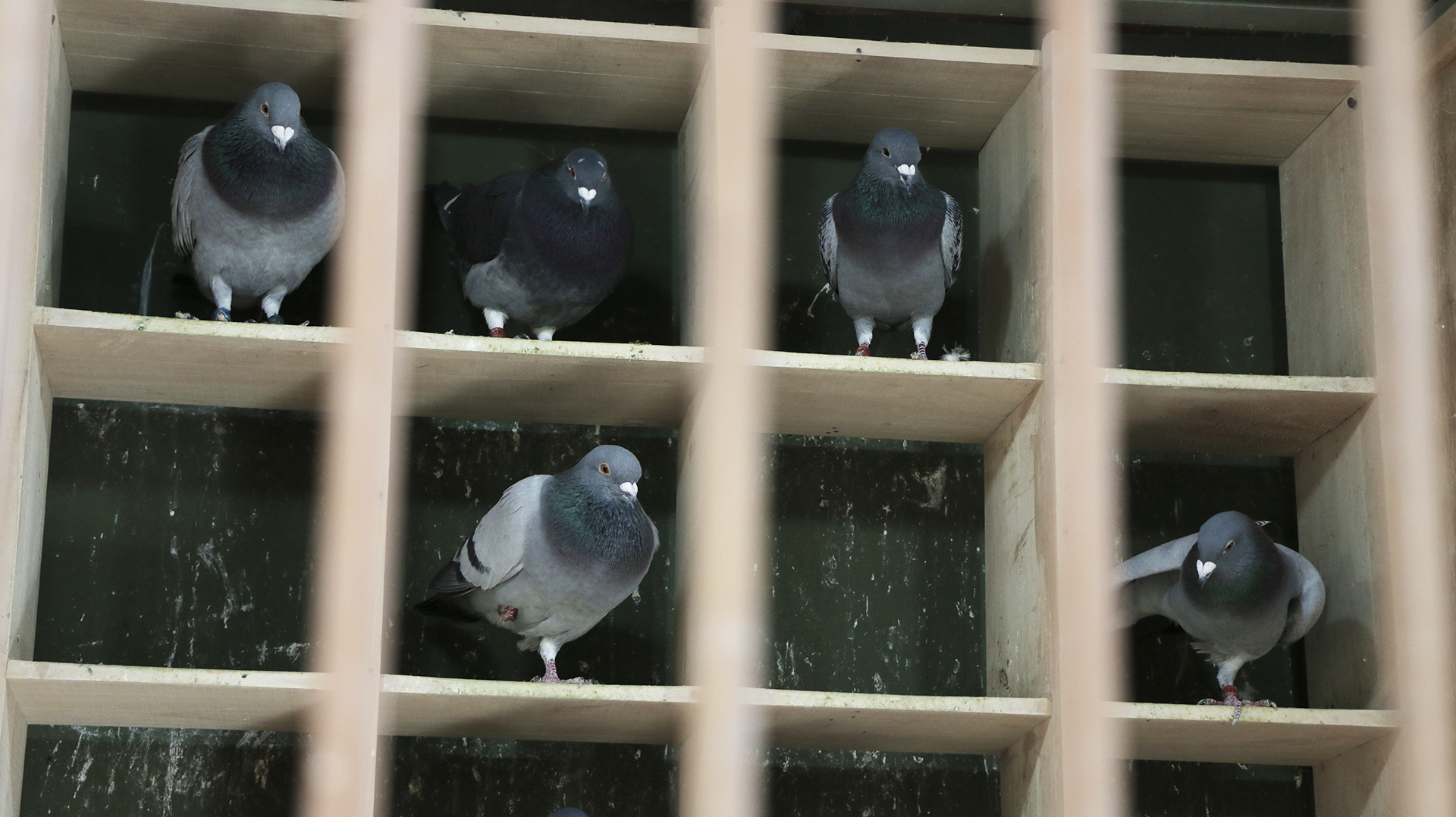 Las palomas de esta especie tienen un gran sentido de la orientación y saben regresar al lugar donde fueron criadas (Lihue Althabe)