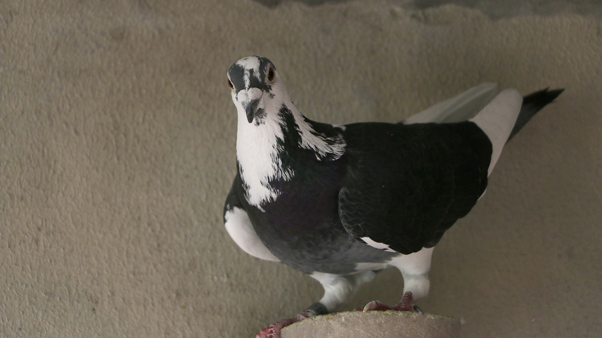 El palomar de Alberto Díaz De Tuesta cuenta con más de 150 ejemplares (Lihue Althabe)