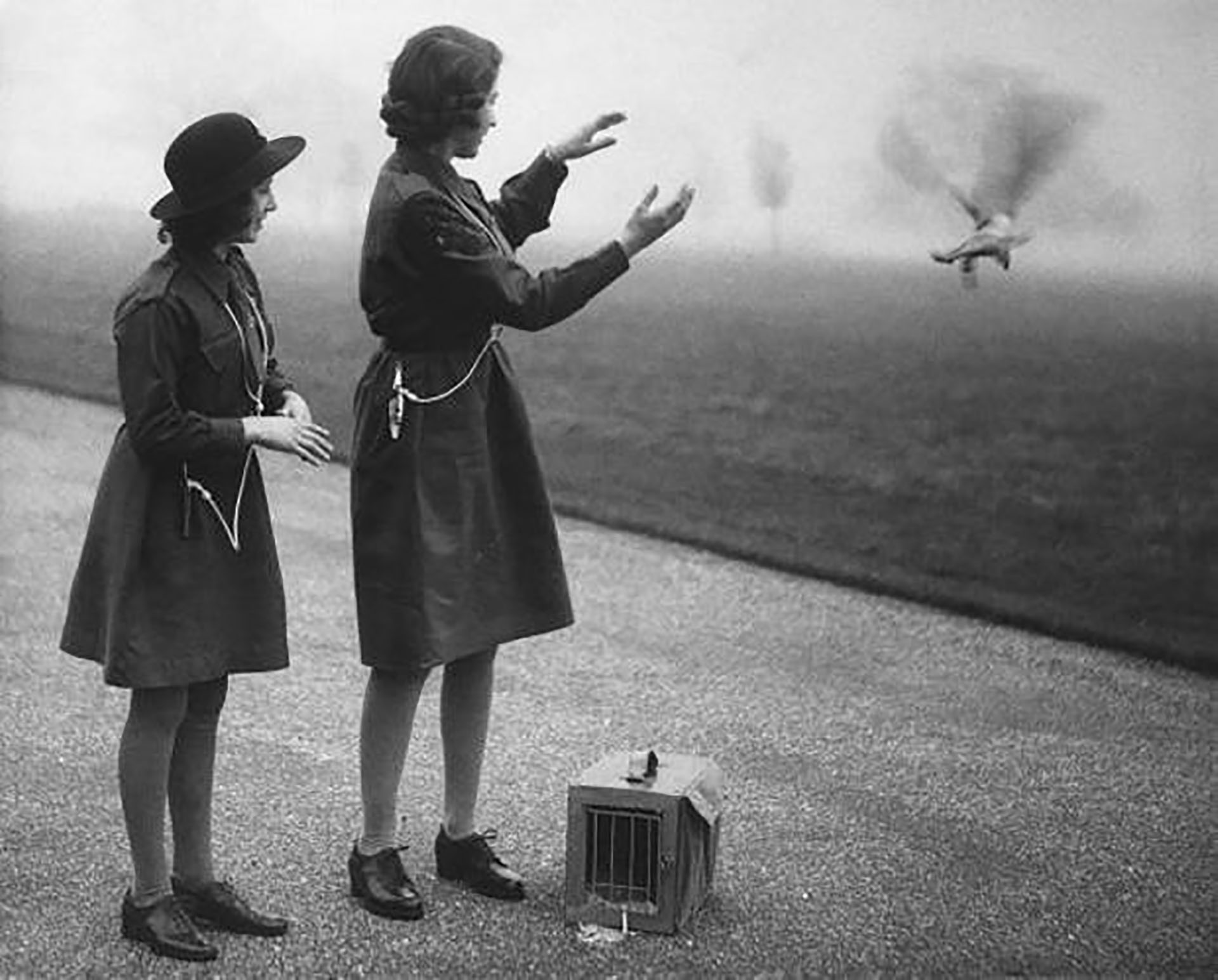 La reina británica, Isabel II, es una amante de las palomas y tiene más de 200 ejemplares en una de sus residencias