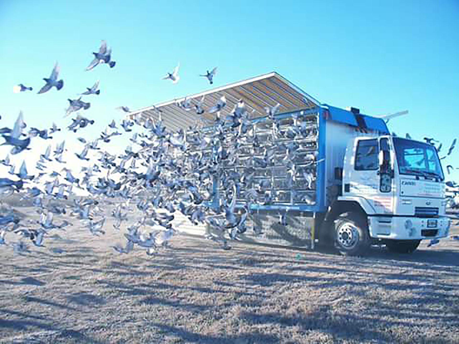 Suelta de palomas en una de las competencias más tradicionales de la Argentina