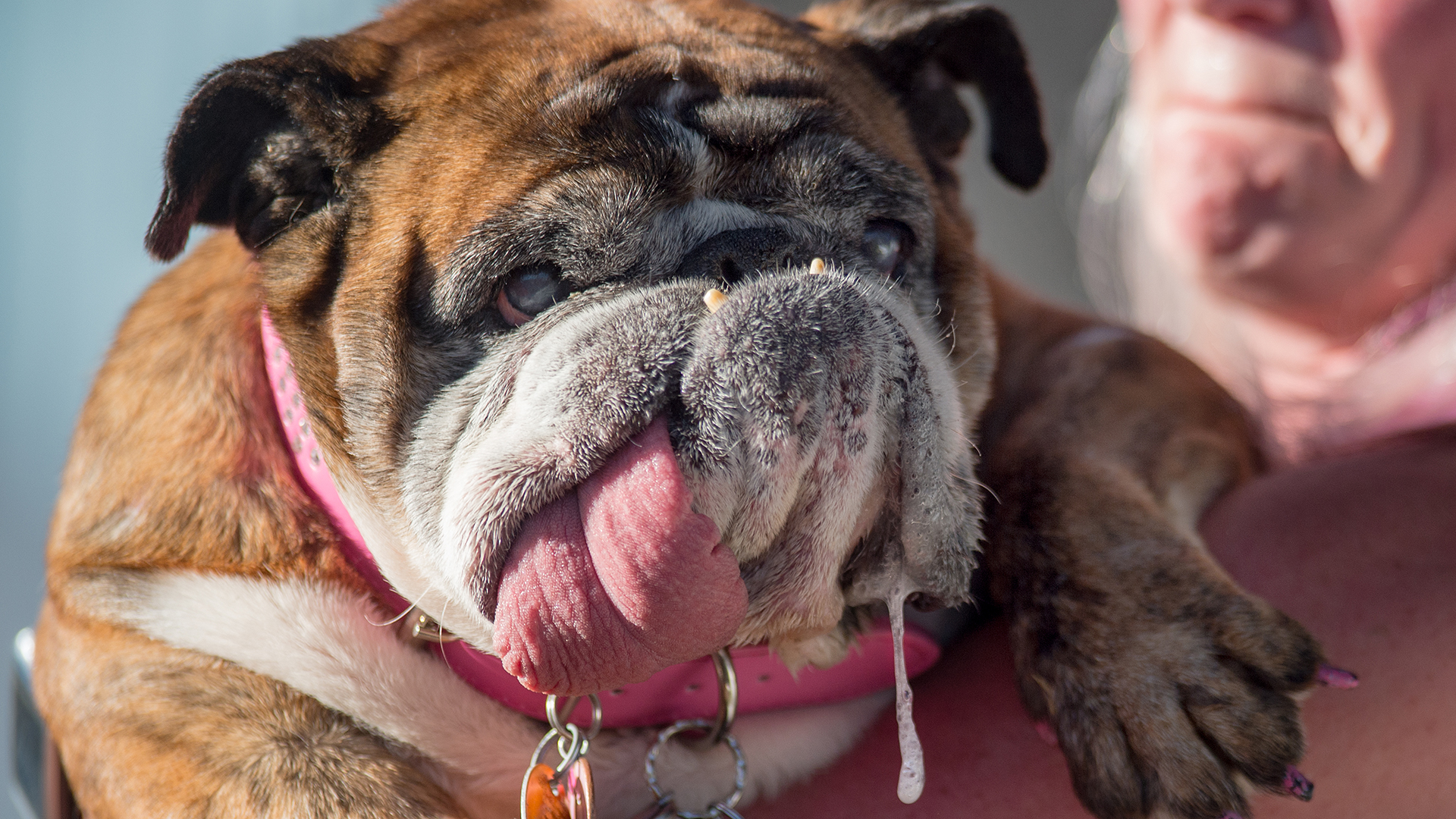 Zsa Zsa, el bulldong inglés de nueve años elegido como el perro más feo del mundo (AFP)