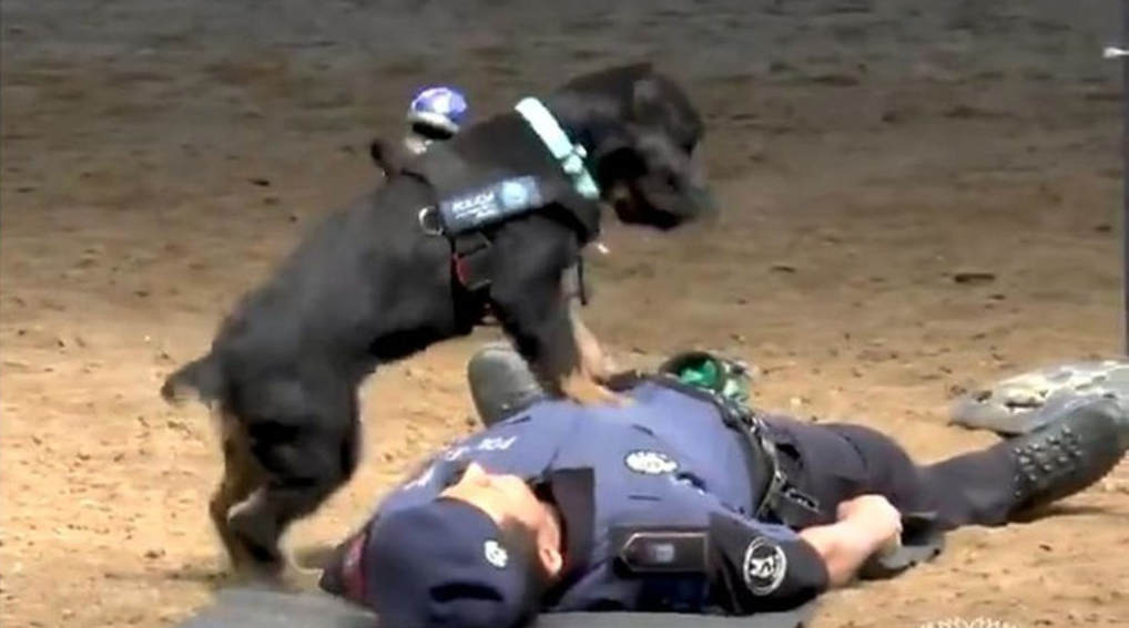 Poncho el perro policía que sabe hacer primeros auxilios