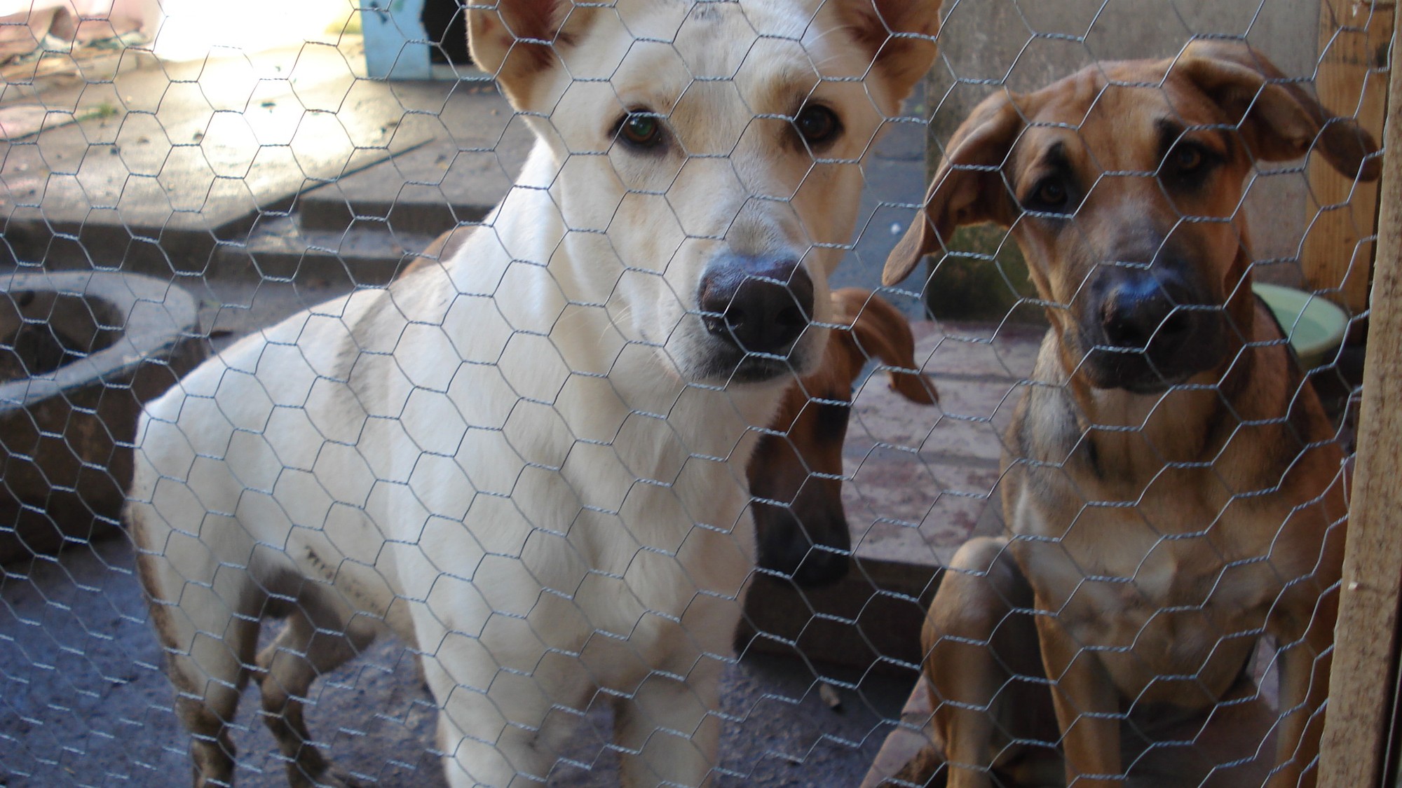 Es indispensable de las castraciones y vacunaciones sean gratuitas para que toda la población pueda esterilizar a sus animales.
