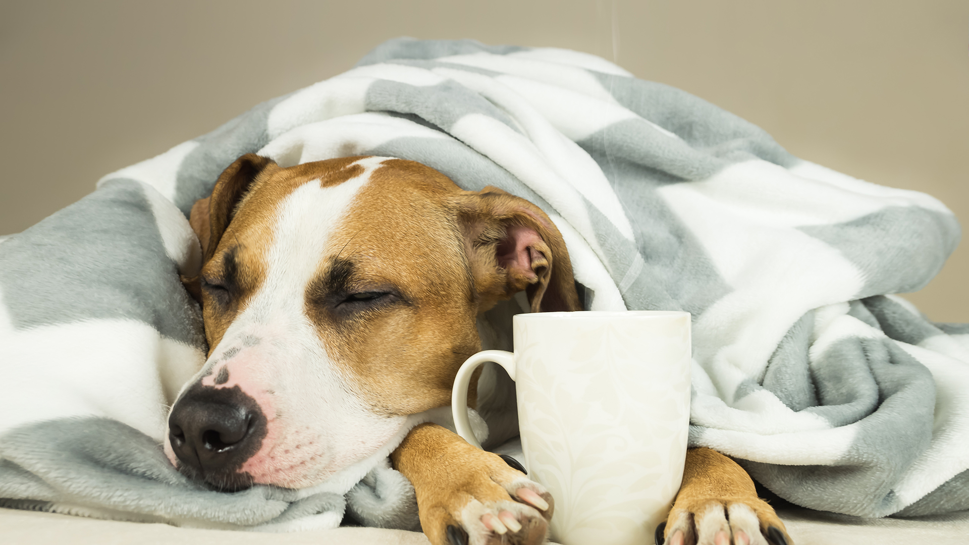 Síntomas como fiebre, resfrios, entre otros, puede ser el escenario al que se enfrenten las mascotas durante el invierno (Getty Images)