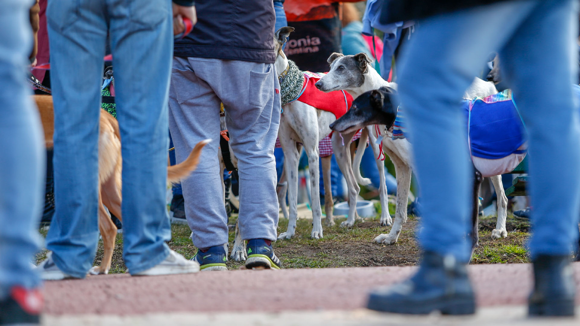 El presidente Mauricio Macri se manifestó a favor de la iniciativa para “terminar con las carreras de galgos en todo el país, para evitar que se siga lucrando con el sufrimiento de los animales”.