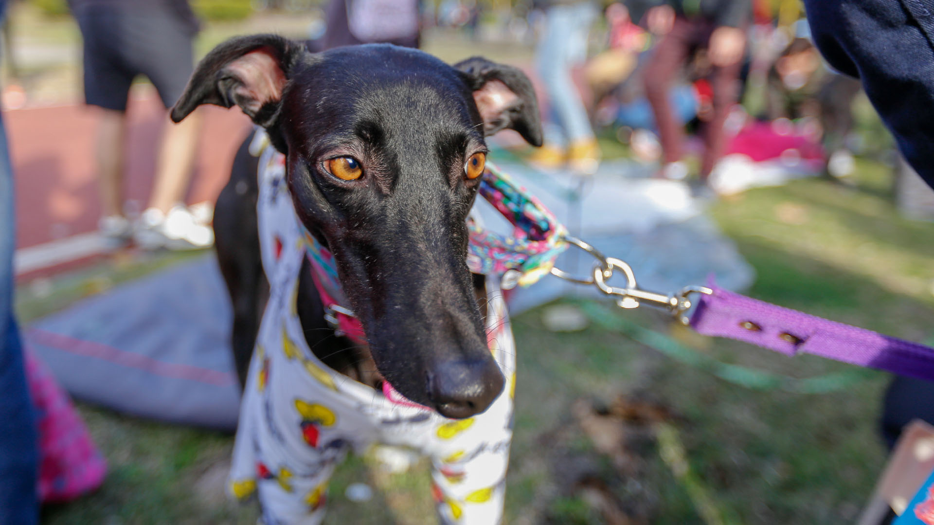 La Ley 27330 fijó que “queda prohibido en todo el territorio nacional la realización de carreras de perros, cualquiera sea su raza”