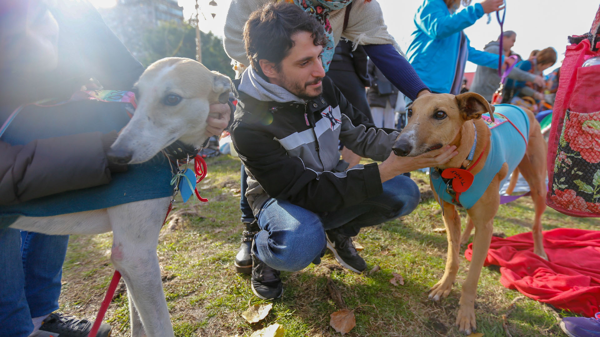 Según los especialistas, estos perros son de estar echados y no necesitan de grandes espacios