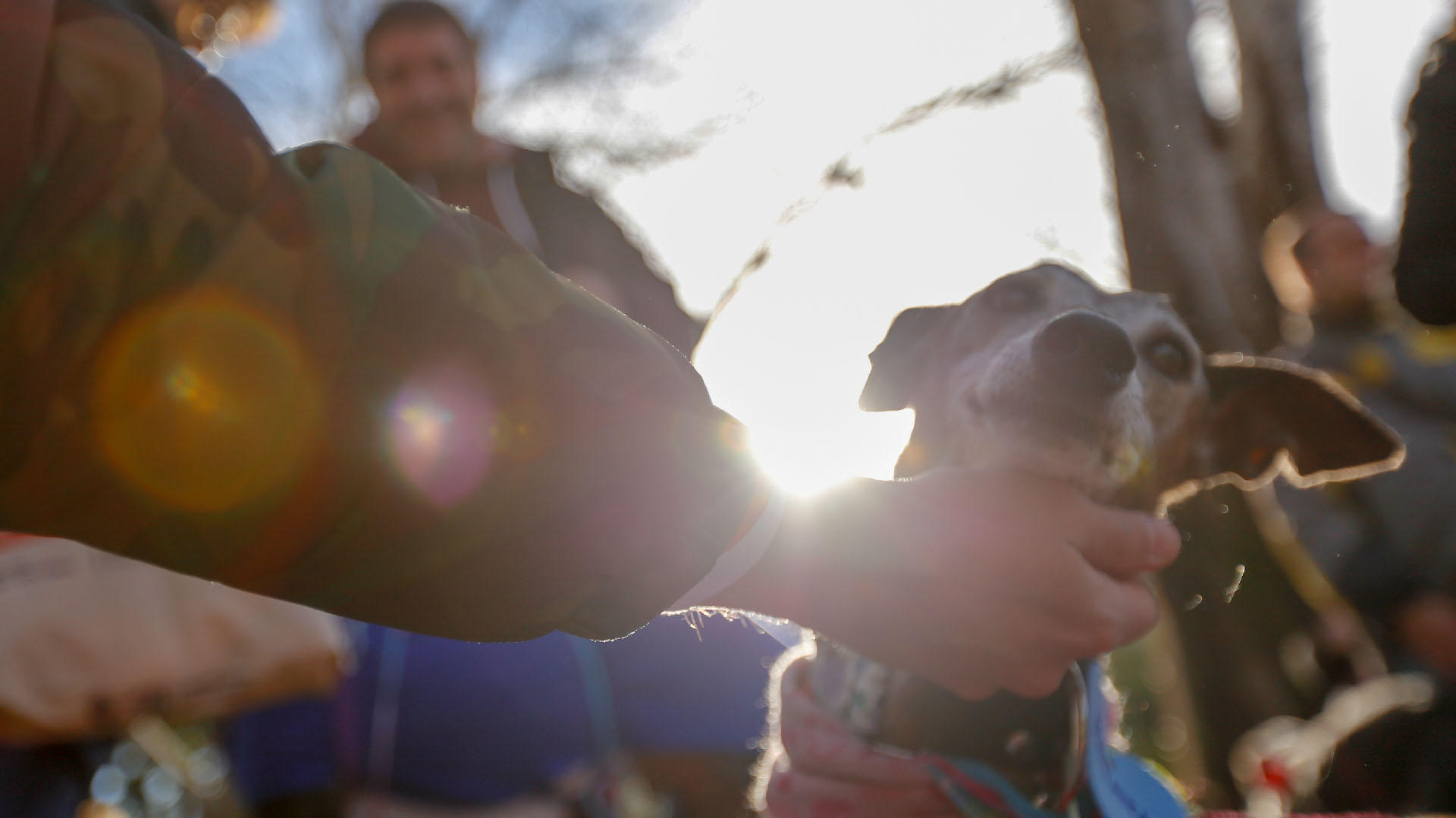 Los galgos son excelentes compañeros, tranquilos, leales, cariñosos y no son activos ni enérgicos