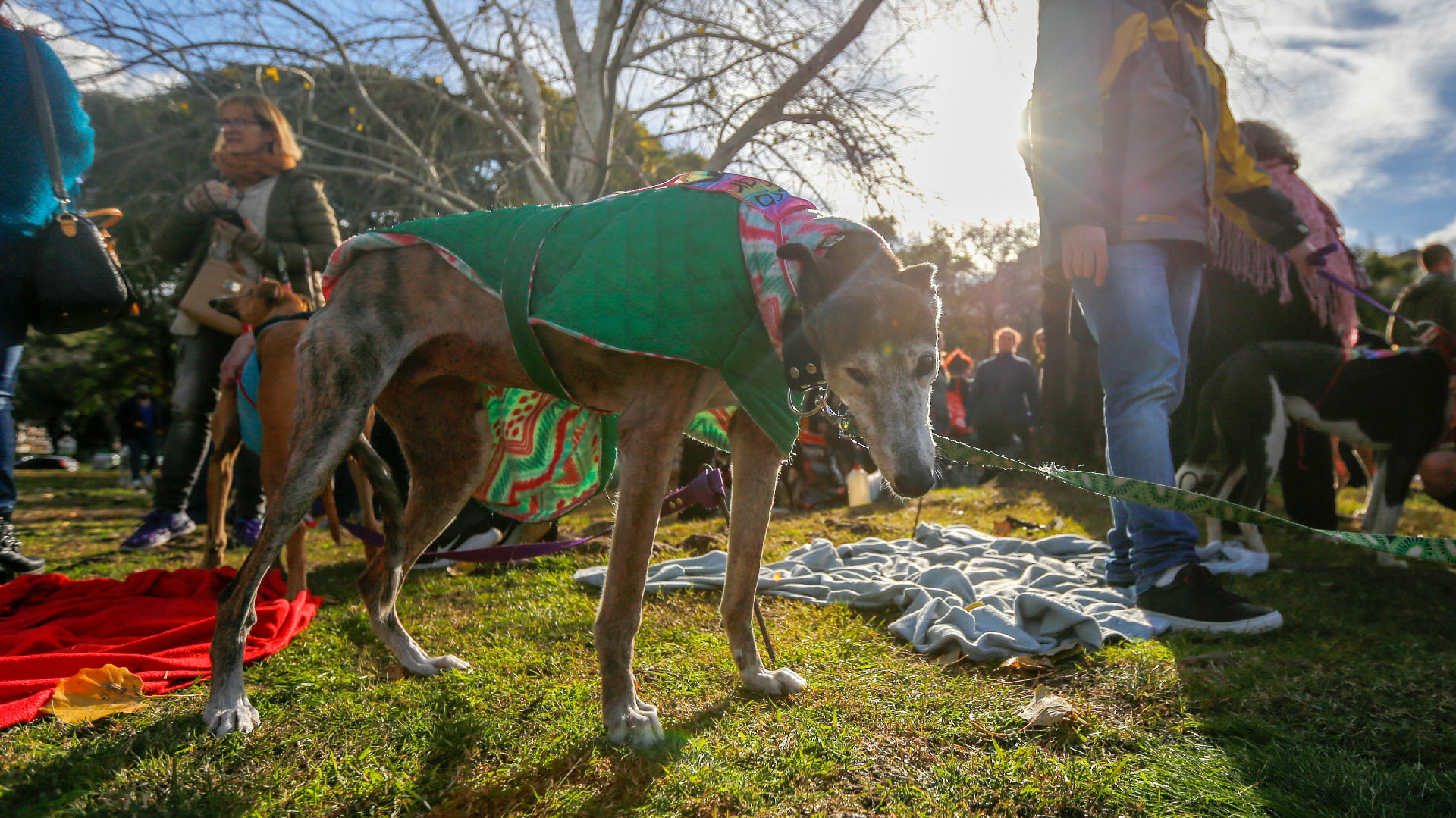 Se recibieron donaciones de medicamentos o alimentos para ayudar a los galgos en recuperación