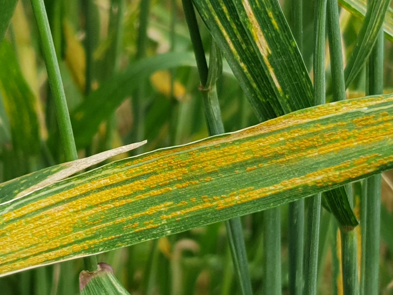La Roya Amarilla aparece en cualquier momento durante el desarrollo de” cultivo mediante manchas en las hojas. Puede generar pérdidas mayores al 50% en los rendimientos