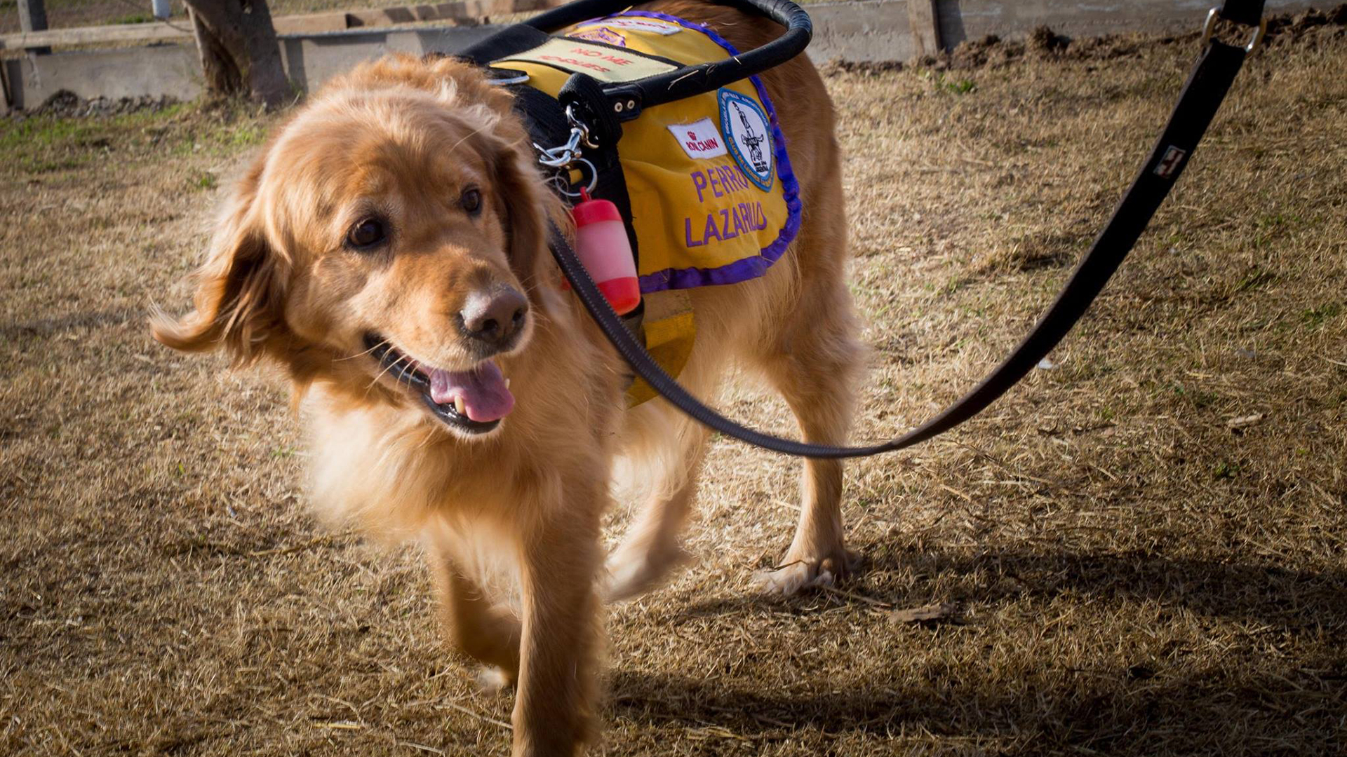 Canela es la primera perra en egresar del programa de perros guía