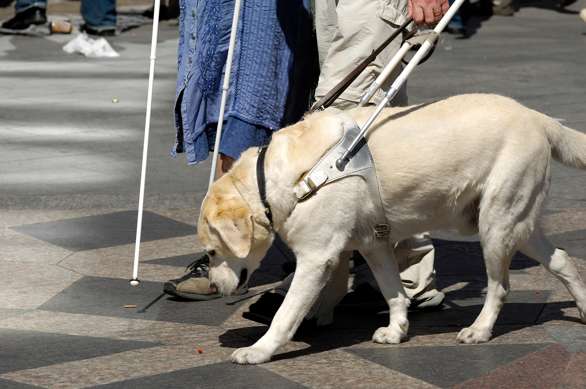 El proceso de adaptación del perro guía no es complejo, pero requiere de un tiempo de adaptación entre el can y quien será el dueño (Getty Images)