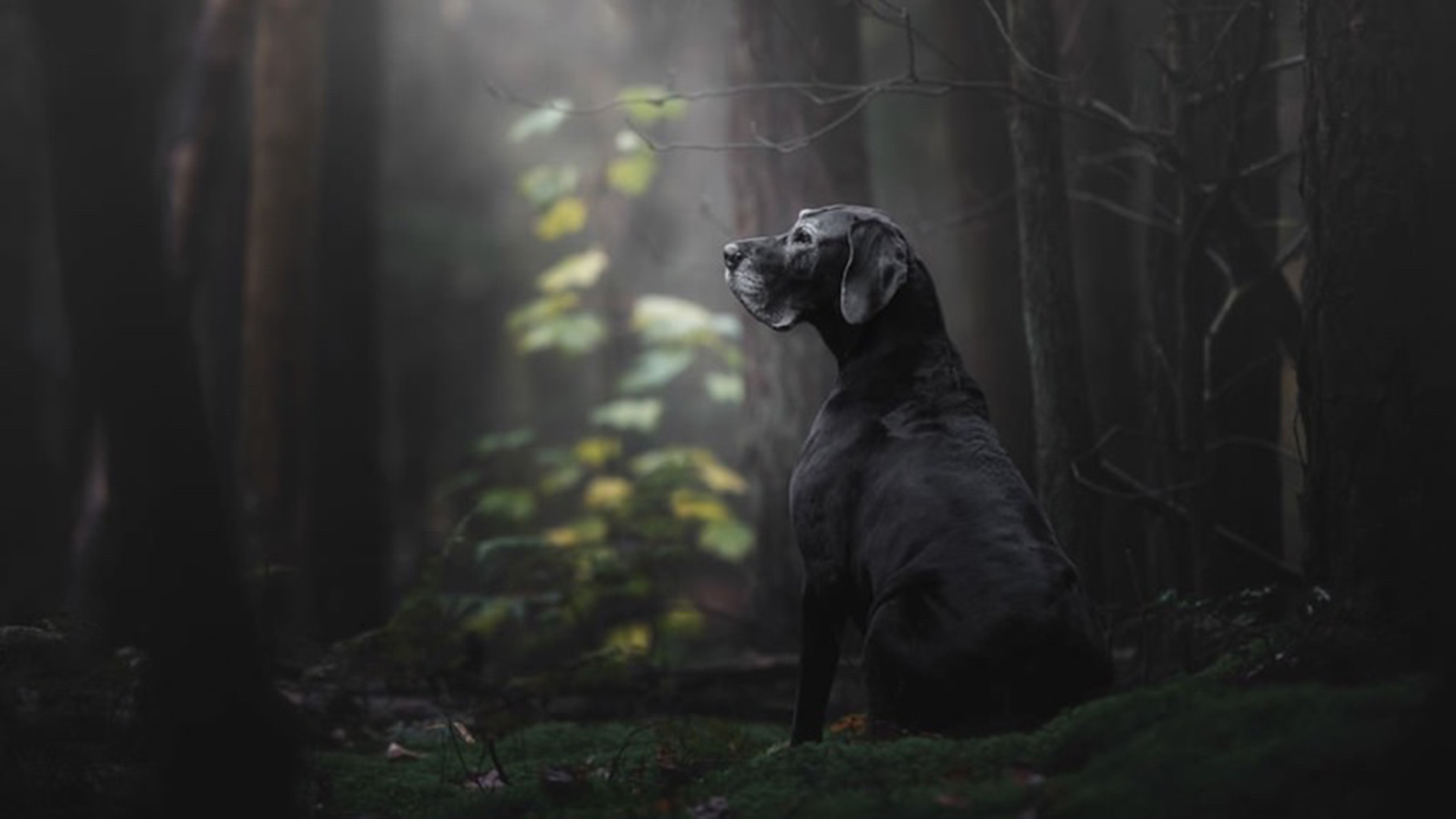 La categoría “Viejitos” tiene en su primer puesto a Noa, una Gran Danés. En la descripción, la dueña y autora de esta fotografía afirmó que la imagen fue tomada en las primeras horas de la mañana en el bosque: “Creo que capturé la esencia de su alma” (Monica van der Maden)