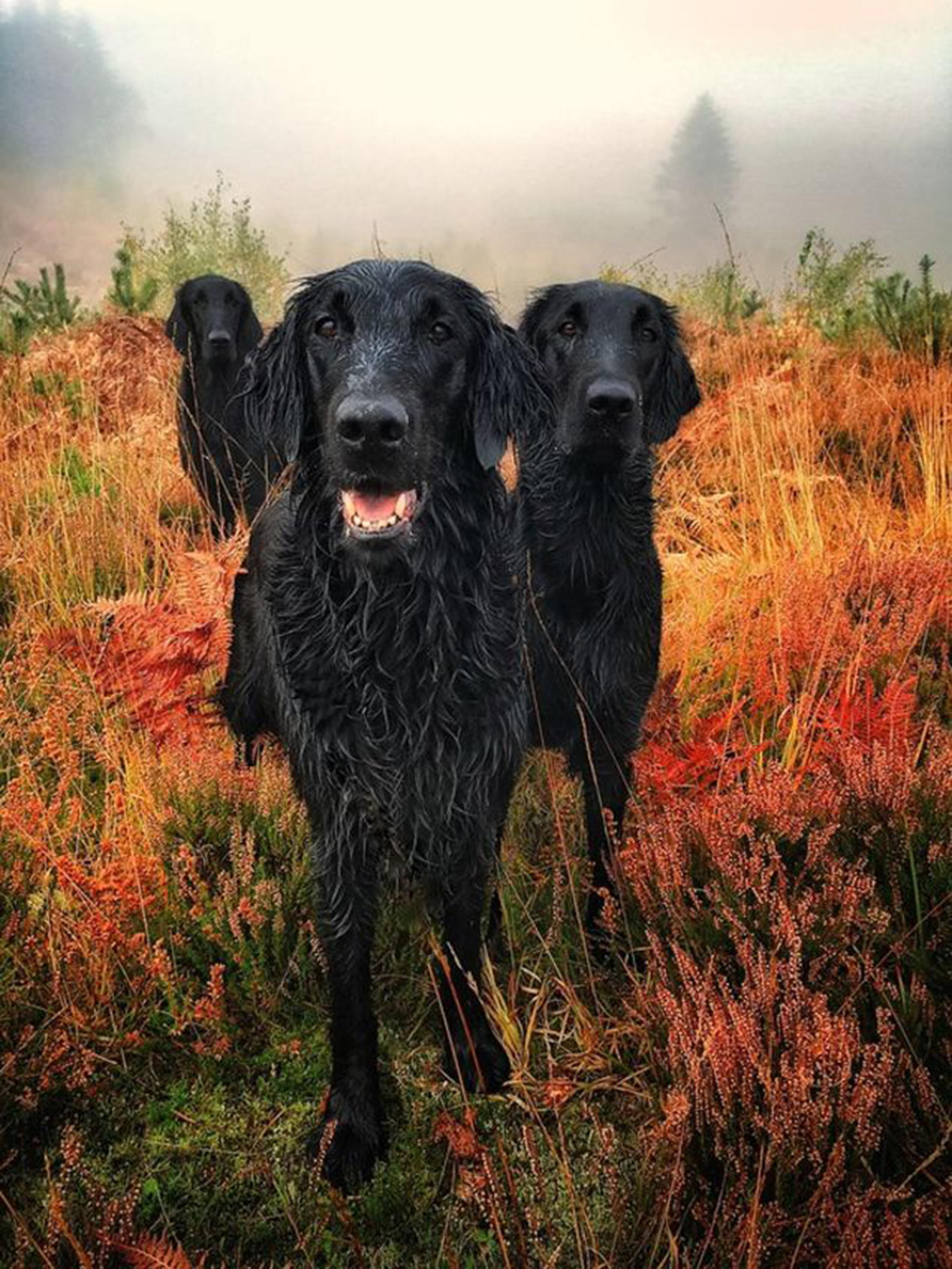 Esta fotografía obtuvo el primer premio de “fotografía de retrato”. El prestigioso club que todos los años reconoce a los fotógrafos lleva 13 años destancando los mejores retratos y situaciones que viven a diario los caninos (Carol Durrant)