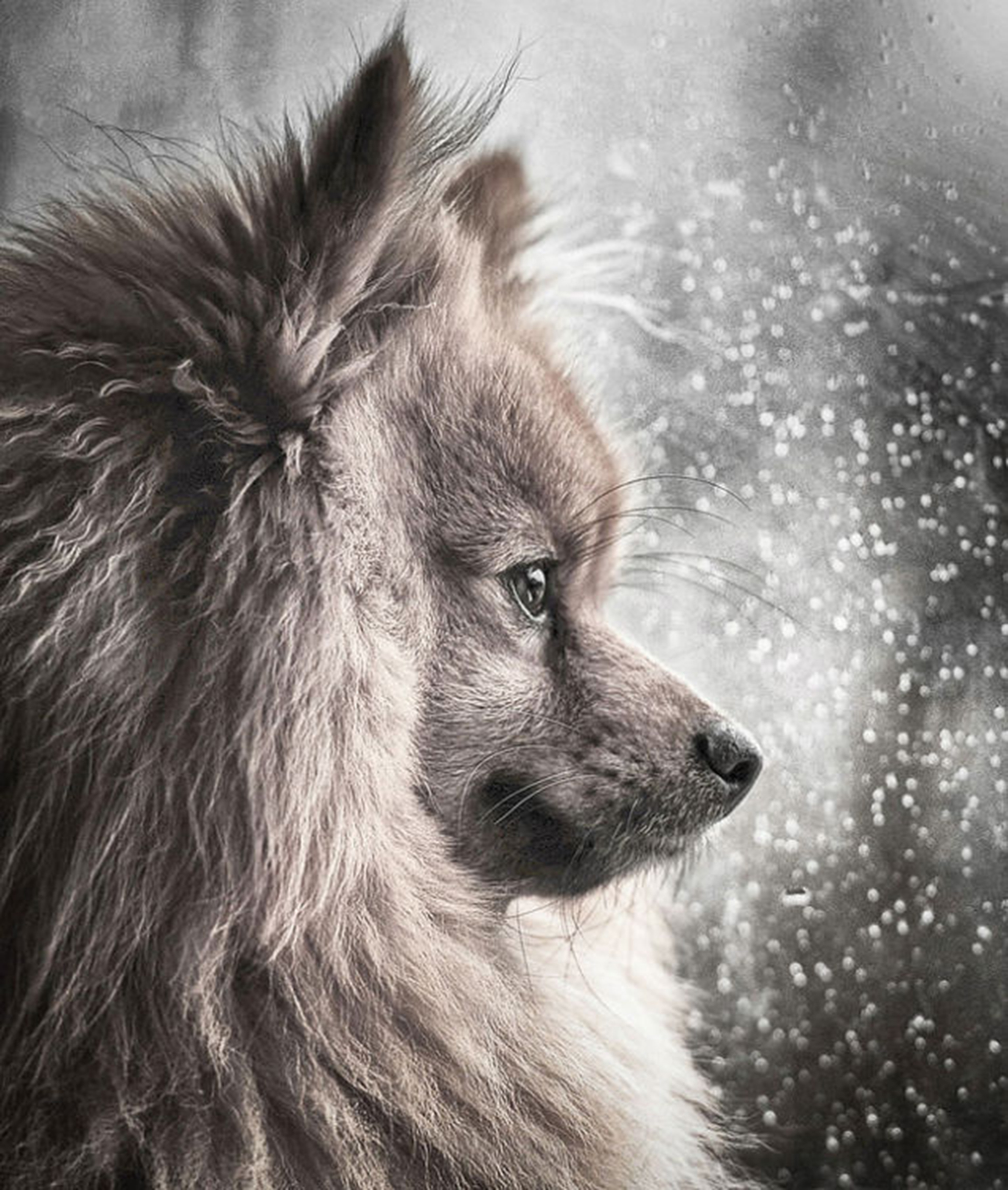 Su nombre es Hugo, un pomerania que conquisto la lente de la fotógrafa durante un día de tormenta en Glasgow, y que obtuvo el tercer premio de la categoría “Retratos de perros” (Michael M Sweeney)