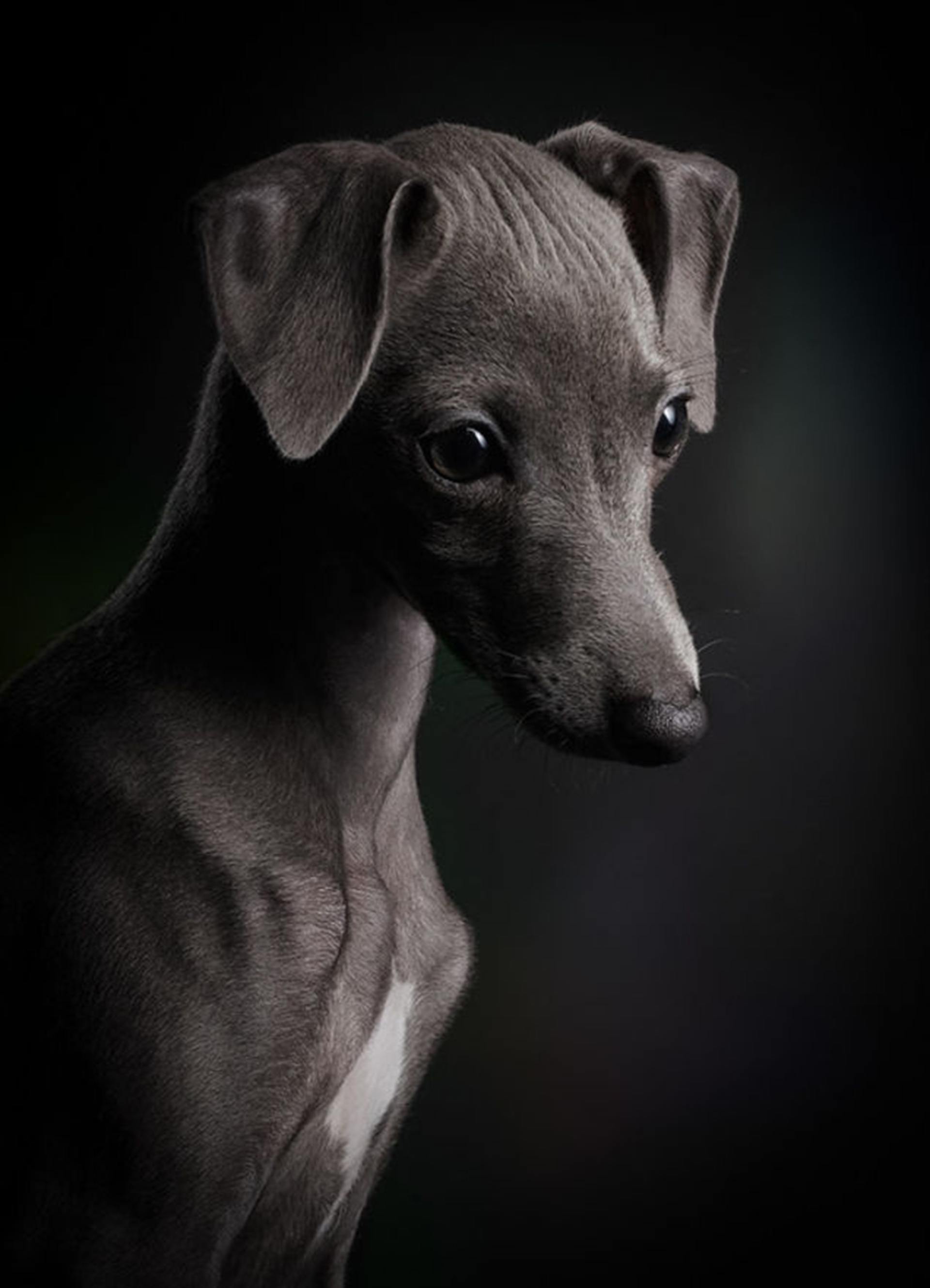 La categoría “cachorros” es para aquellos que tengan menos de seis meses. En la fotografía se encuentra un retrato de Ceylin, una perrita oriunda de Italia. “Podés ver que en la mirada del cachorro de 13 semanas que tiene toda la vida por delante”, relató su autor (Klaus Dyba)