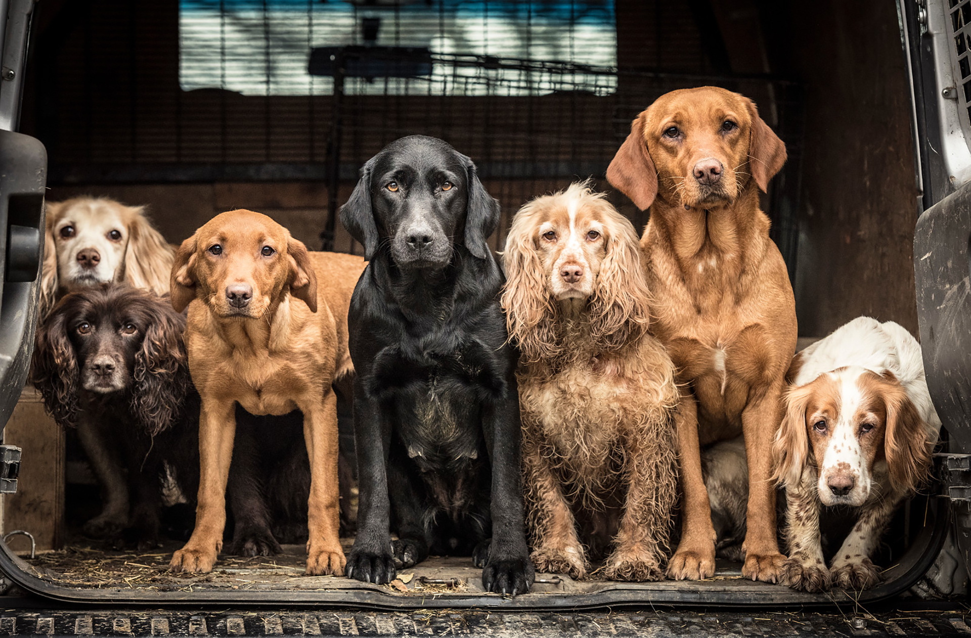 Dentro de las categorías que premiaron se encontraba la de perros trabajando. La autora de la fotografía logró retratar el momento exacto en el que Skye, Jenny, Pippin, Milly, Bramble, Ember y Bonnie se encontraban listos para salir de la camioneta (Tracy Kidd)