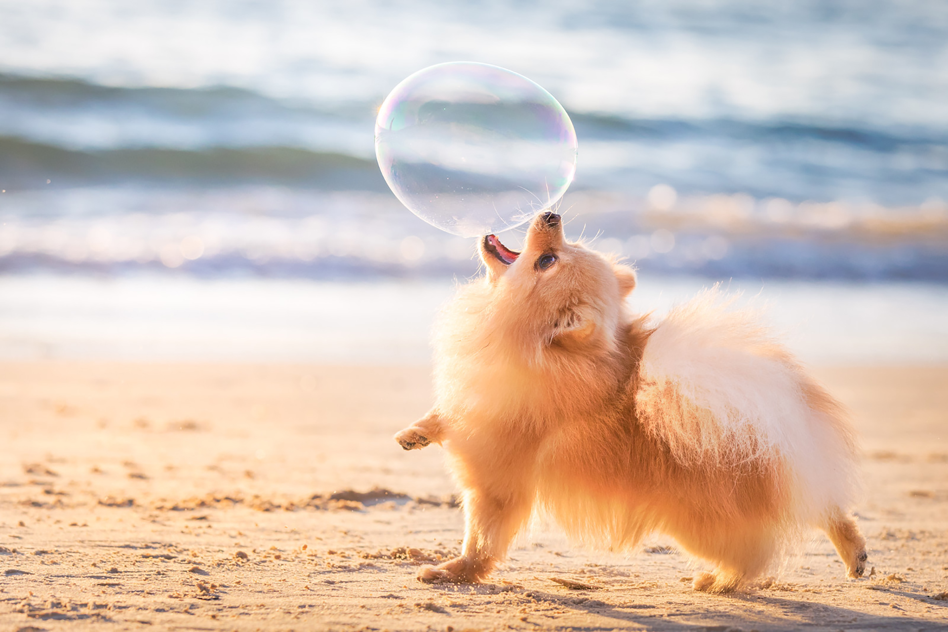 En la categoría “cachorros felices y jugando” se encuentra en el primer puesto Lili jugando con una burbuja en la playa antes de que se ponga el sol. “Esta toma fue en el momento preciso donde se puede ver a una perrita siendo libre y feliz”, describió su dueña (Elinor Roizman)