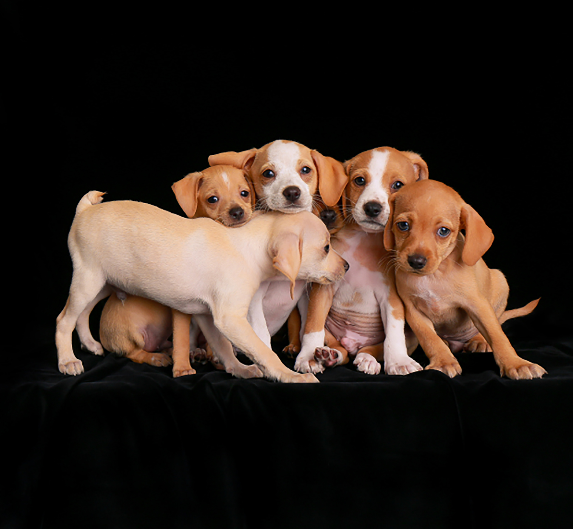 El autor de esta fotografía la tituló “Nos quedamos juntos”. “En el momento exacto de la fotografía, yo intentaba sacarles una imagen para promover su adopción y se dio algo mágico, que terminó en esta fotografía” ( Charlie Nunn )