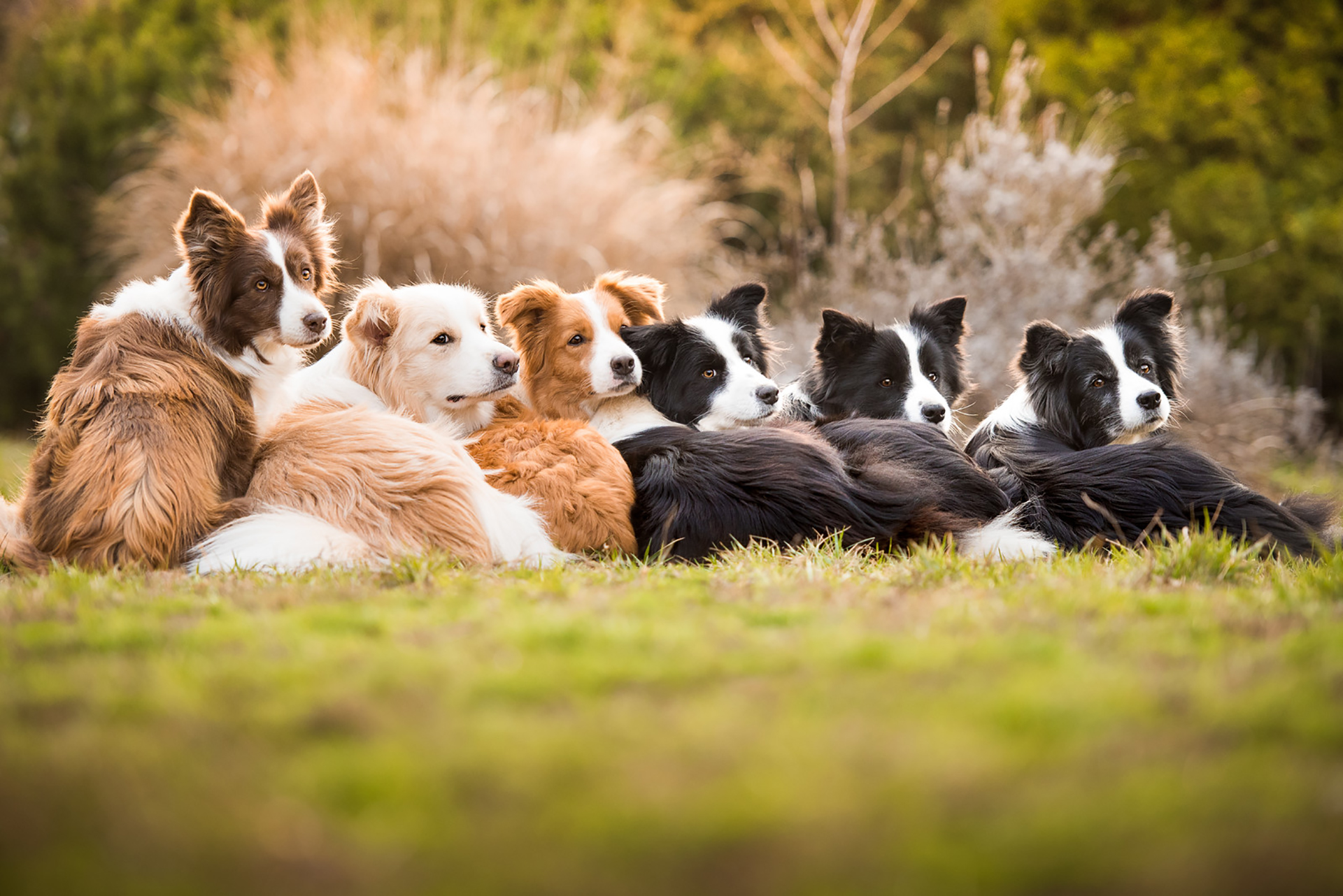 “Un solo corazón, una sola familia” es el título de la imagen de los seis border collie que obtuvieron el primer puesto en la categoría, “amamos a los perros porque”, todos tienen entre 11 y 17 años. (Tamara Kedves)