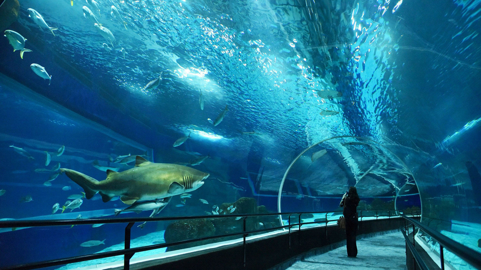 AquaRio, el acuario más grande de América del Sur