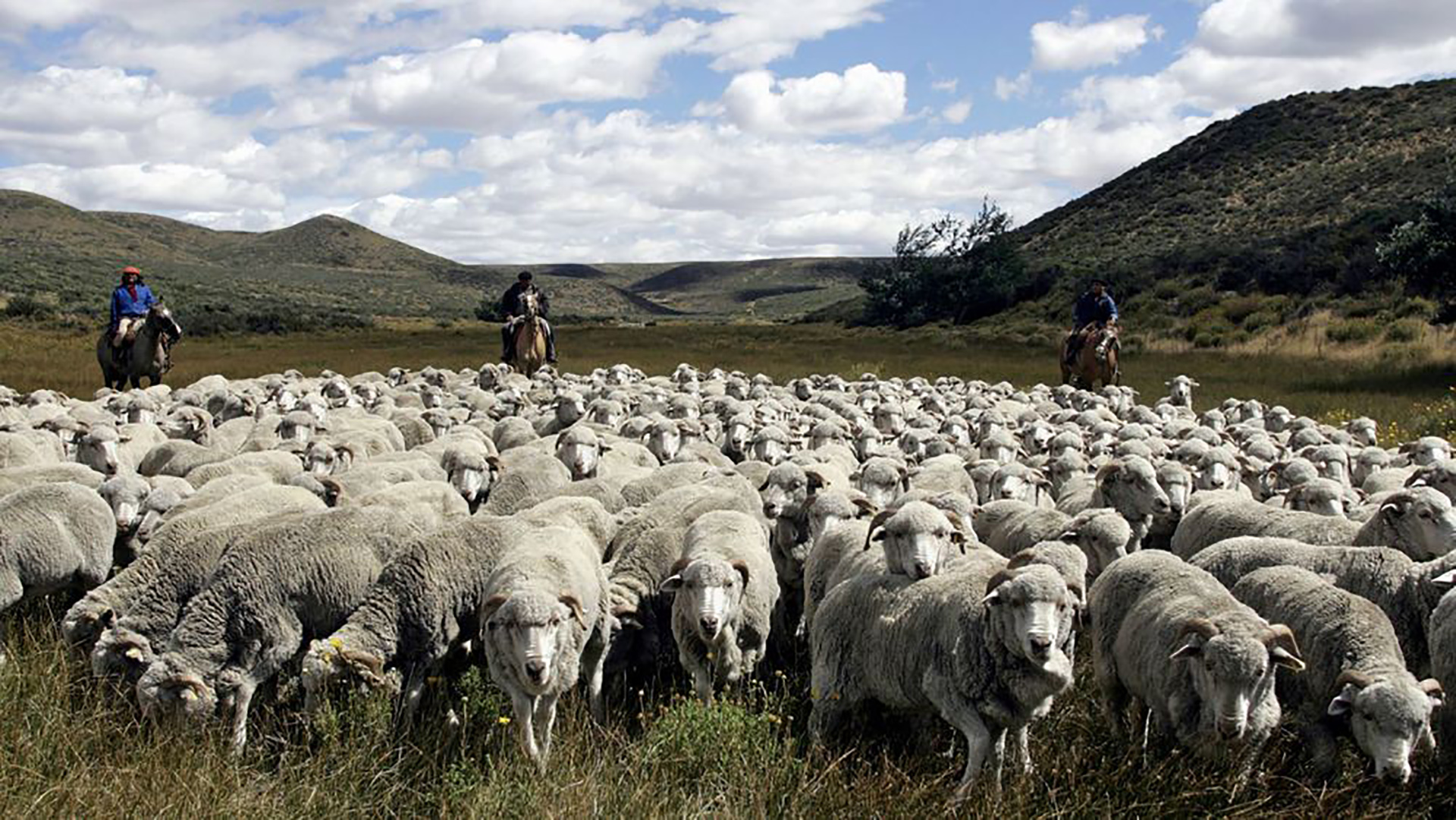 Producir, conservar y subsistir, el dilema ganadero patagónico