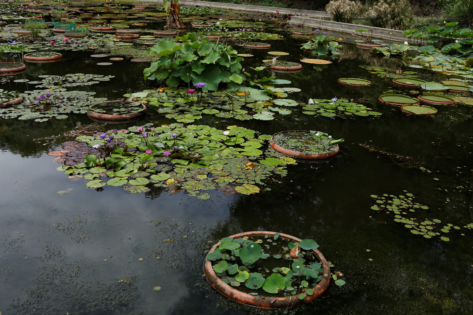 Aunque el Jardín ha recibido donaciones de camiones cisternas y el trabajo de voluntarios que limpian y recolectan desechos, cada día se hace más difícil mantener el parque sin los servicios básicos, según el jefe de viveros, Jan Tillett