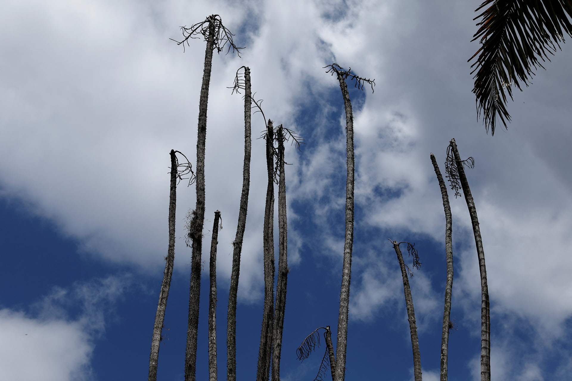 Palmeras muertas se destacan en el panorama del lugar