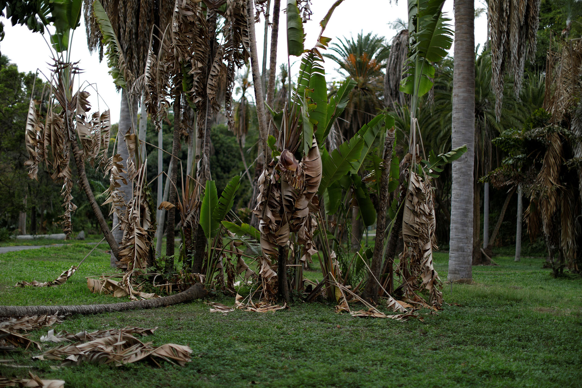 El Jardín, alguna vez visto como un orgullo capitalino, llegó a tener una colección de 300 distintos tipos de palma, por ejemplo, pero en los últimos años ha perdido al menos un centenar, según Mauricio Krivoy, director del parque