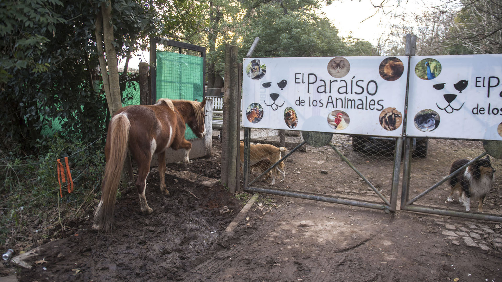En El Paraíso de los Animales conviven especies en total libertad y ahora necesitan ayuda para construir un hospital veterinario. (Guille Llamos)