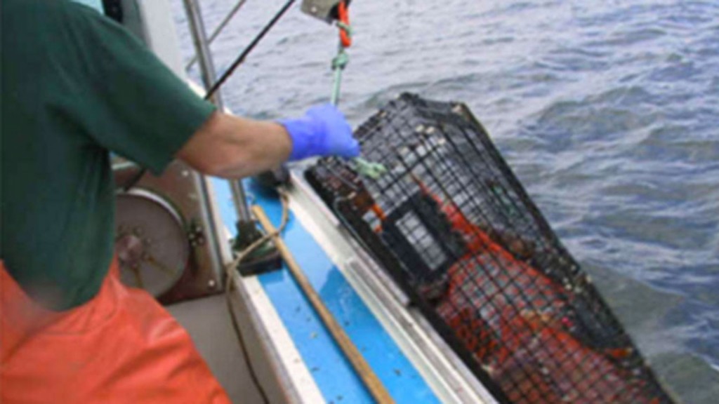 mix 5411 langosta azul (1)