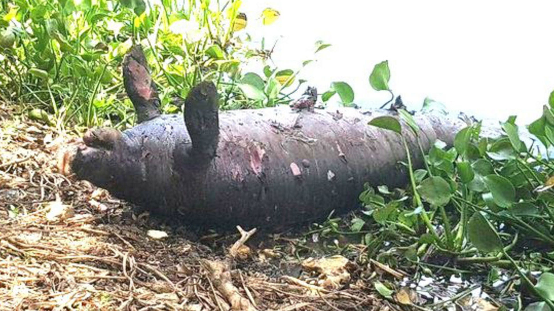 Al menos 48 manatíes han aparecido muertos en lagunas y ríos de Tabasco (Foto: Especial Archivo)