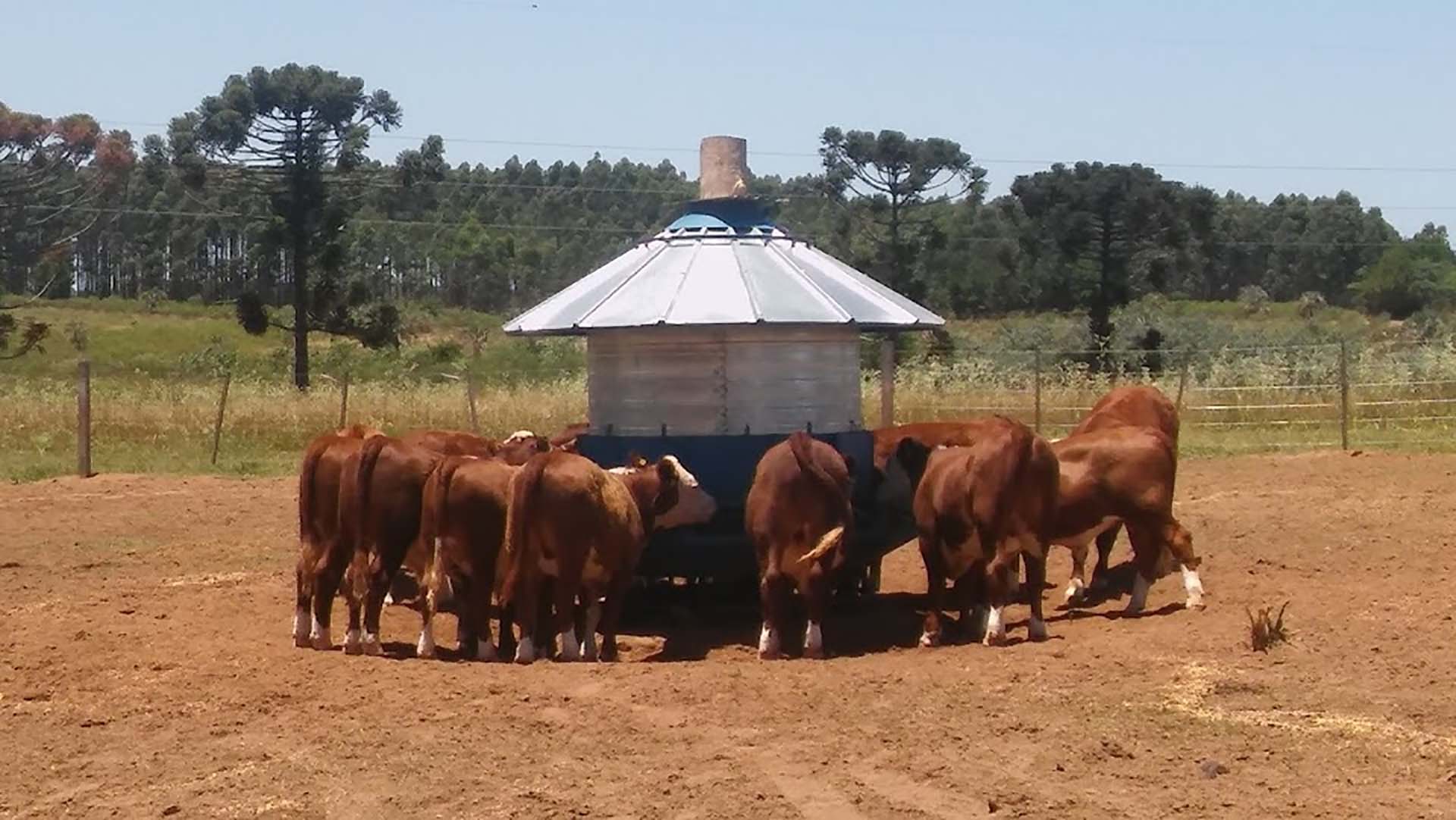 Feedlot ecol&oacute;gico: la sustentabilidad como valor