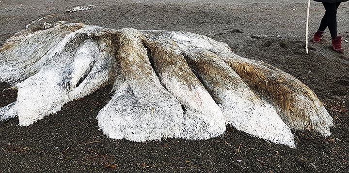 El miestrios mosntruo apareció en las costas de Kamchatka