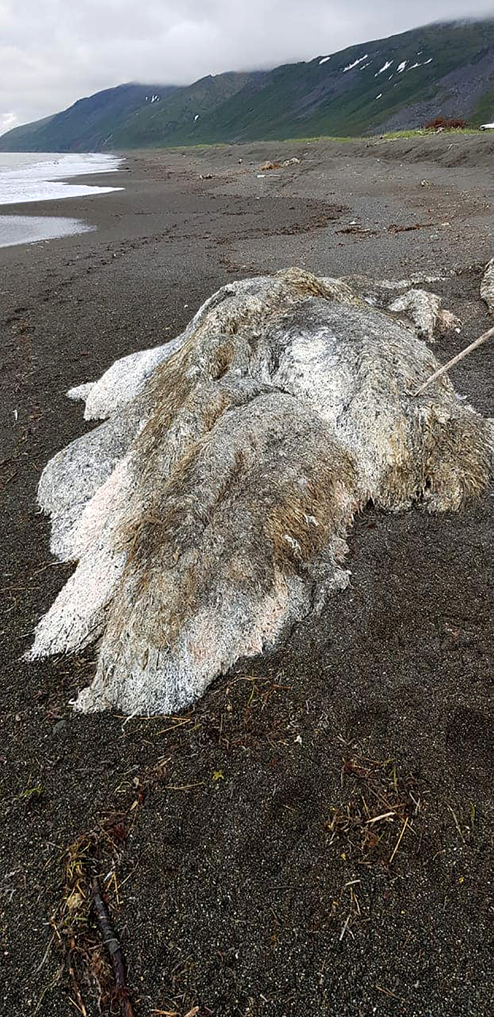 Lo hallado podía ser parte de un cadáver de alguna criatura marina