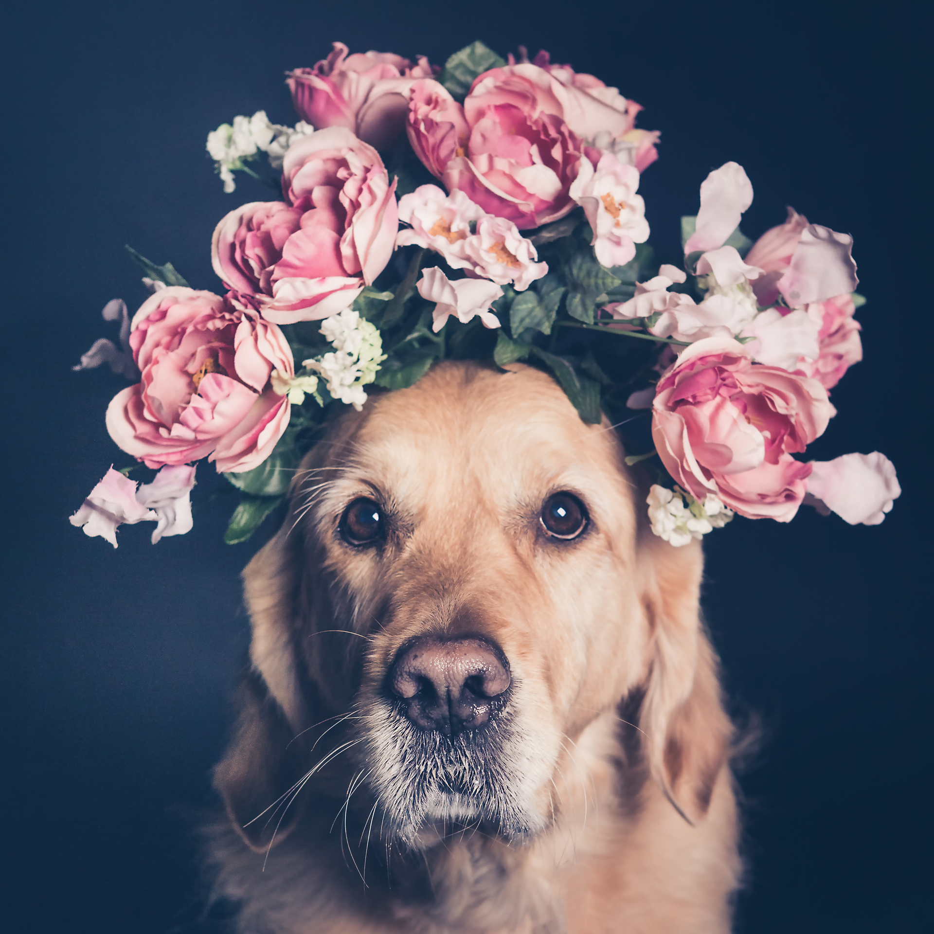 Golden retratado en una producción de “pet booker”, la rama de la fotografía especializada en mascotas