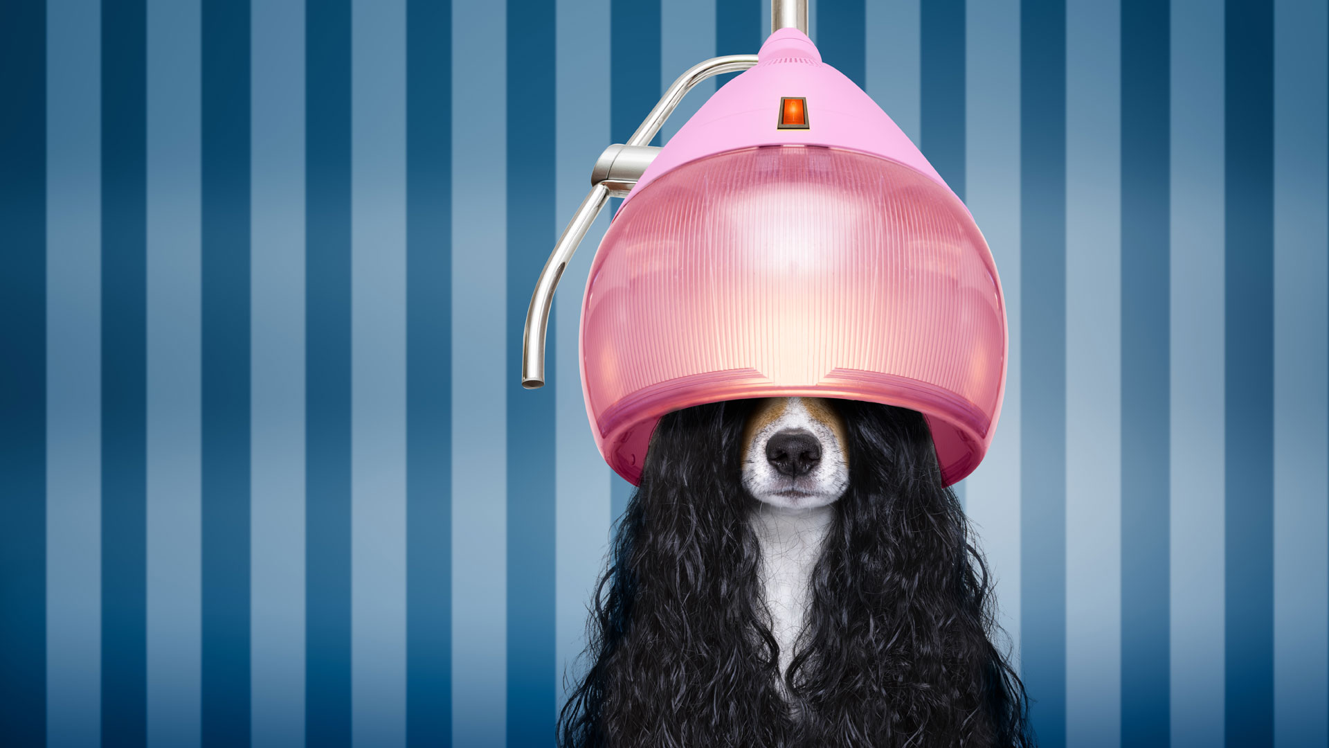 La peluquería, una parada obligada para mantener el cabello prolijo de nuestras mascotas.