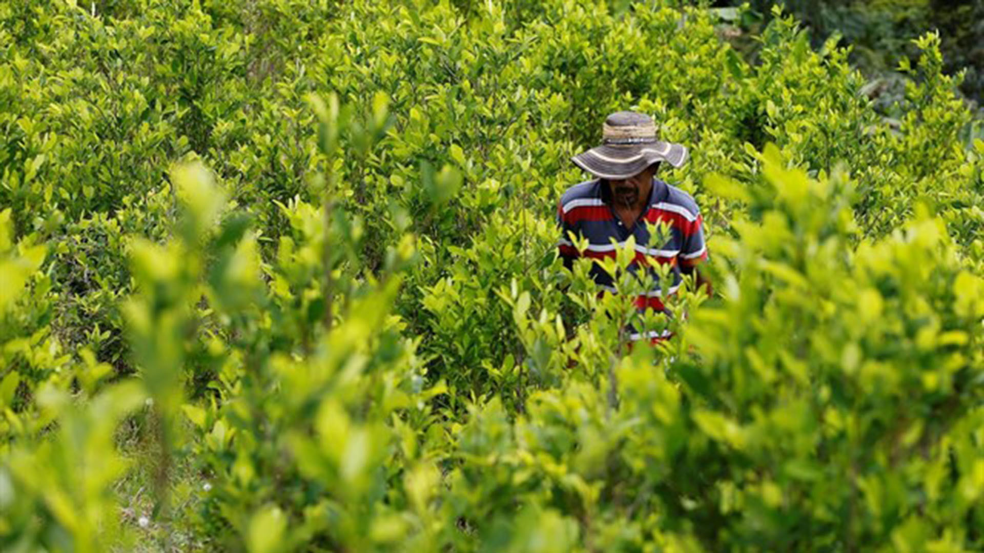 Las zonas cocaleras tienen un rezago en los niveles de pobreza de nueve años en comparación con el resto del sector rural. REUTERS