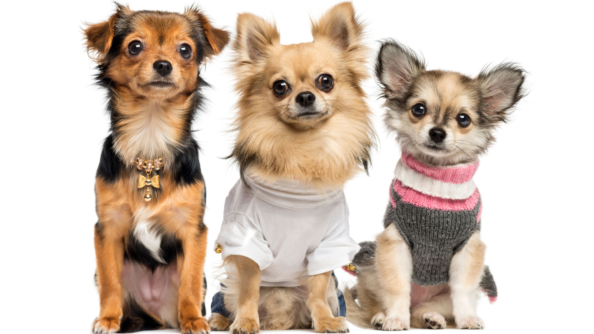 Las mascotas de tamaño pequeño son las que mayor parte llevan ropa con diseños divertidos y originales.
