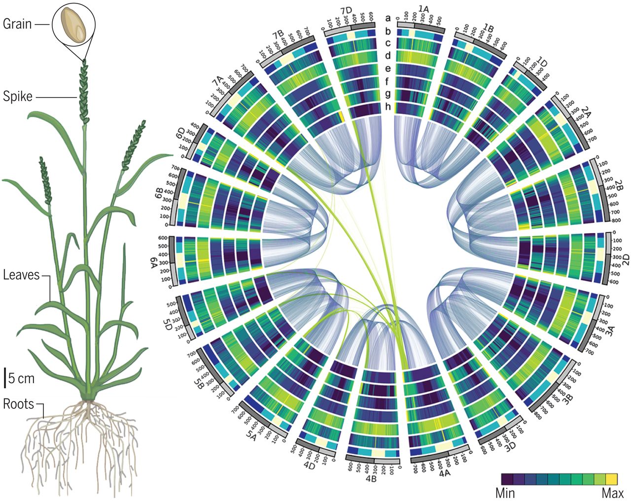 El genoma del trigo descifrado, ensamblado y ordenado. Las semillas, o granos, son lo que cuentan con respecto al rendimiento del cereal, pero todas las partes de la planta contribuyen al desempeño del cultivo (izquierda). Con el acceso a la secuencia de los 21 cromosomas del trigo, el contexto de secuencias regulatorias y la red de interacción de los genes expresados (derecha), los criadores e investigadores ahora tienen la capacidad de reescribir la historia del mejoramiento del cultivo del trigo (Science)