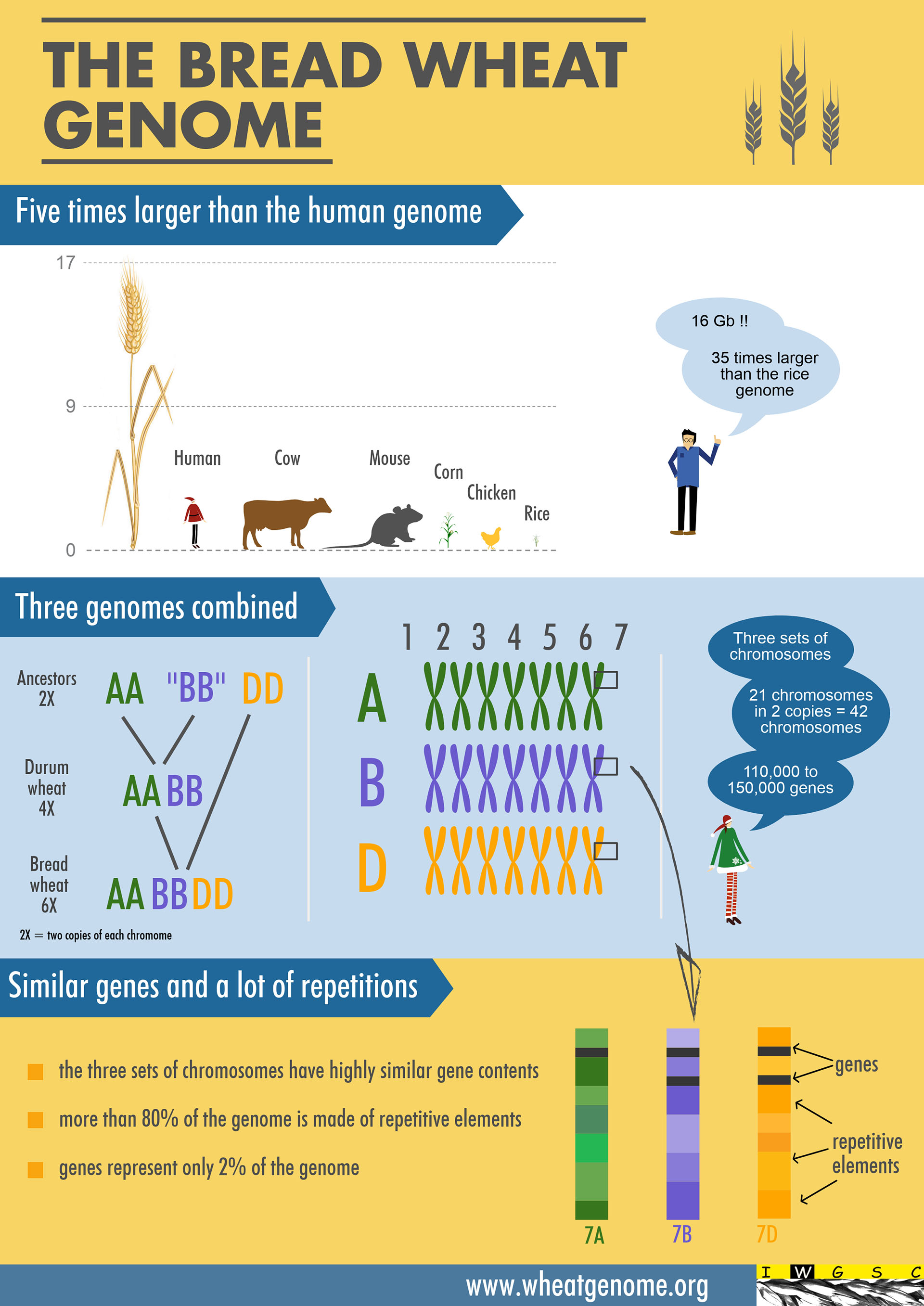 El genoma del trigo es cinco veces mayor que el del humano y 40 veces más que el del arroz. Contiene 16 gigabytes de información. Su compleja formación combina tres hierbas preexistentes que luego se convirtieron en el trigo actual, un híbrido formado con 110 mil a 150 mil genes que representan apenas el 2 por ciento de toda las estructura del genoma