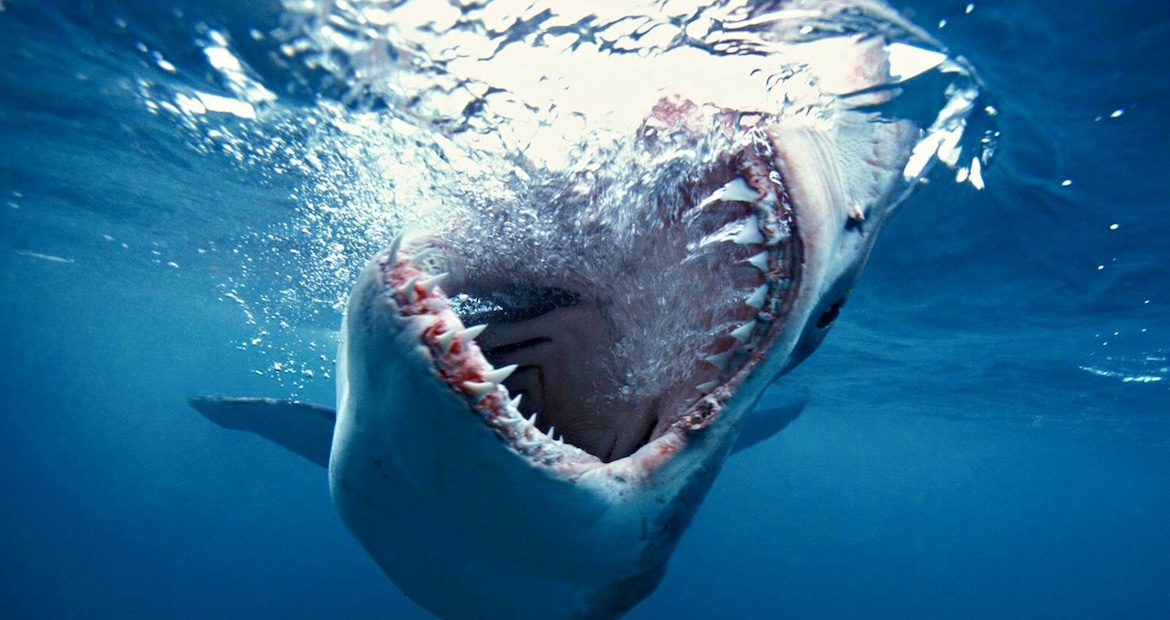 El tiburón blanco (Carcharodon carcharias) se encuentra en las aguas cálidas y templadas de casi todos los océanos