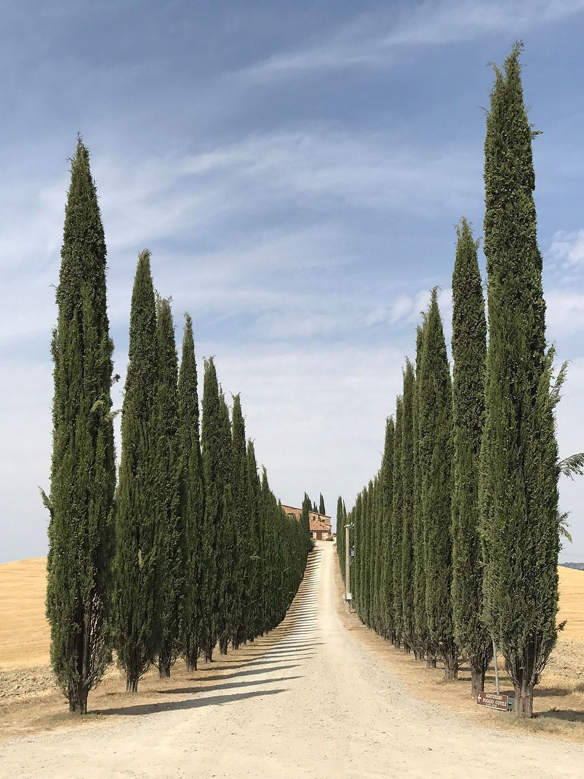 Árboles: tomada por Lidia Muntean con un iPhone 7 Plus a unos pinos verdes en Val’d Orcia en la Toscana de Italia