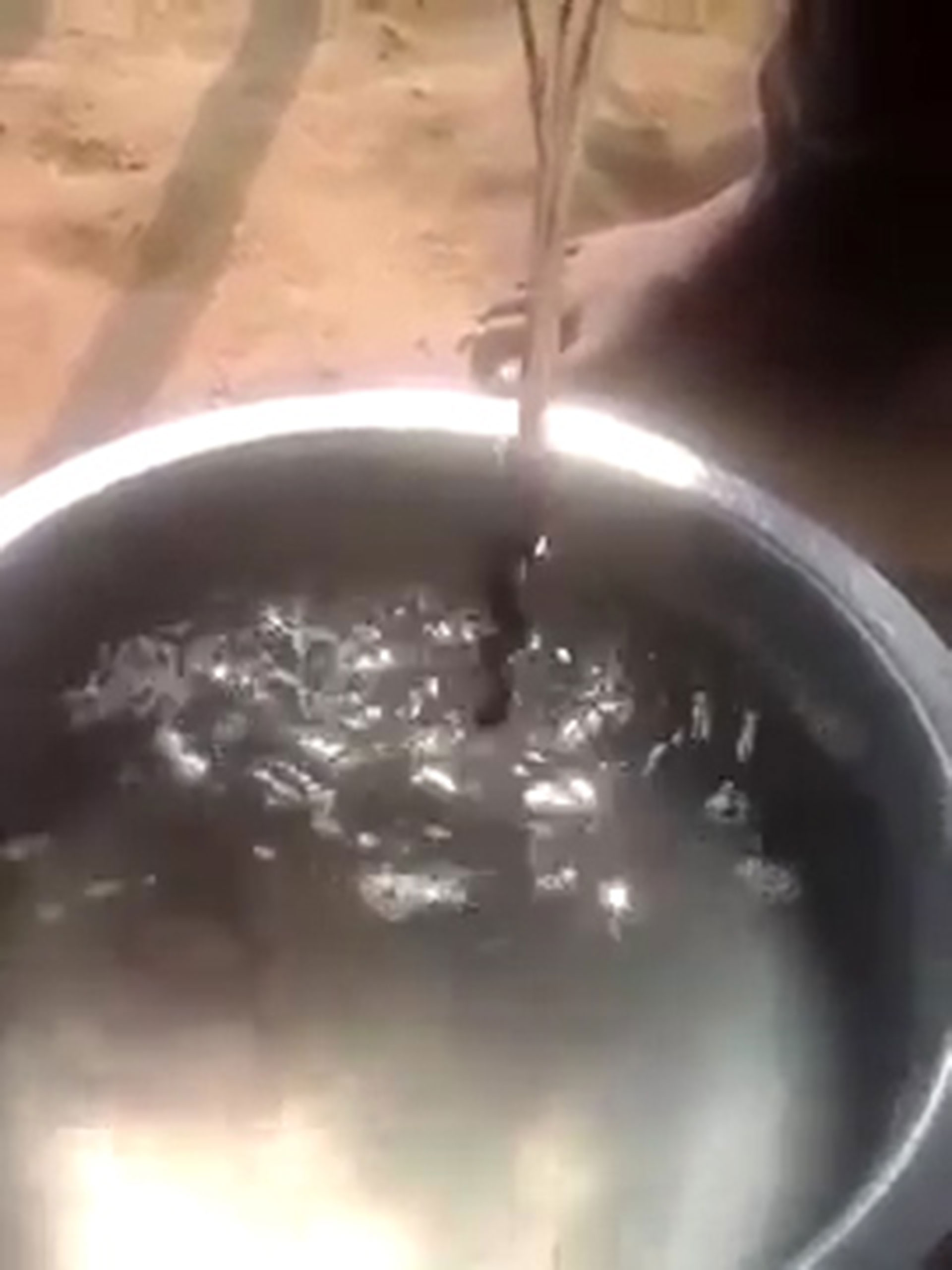 Cuando se le echa un chorro de agua, comienza a subir hasta su origen