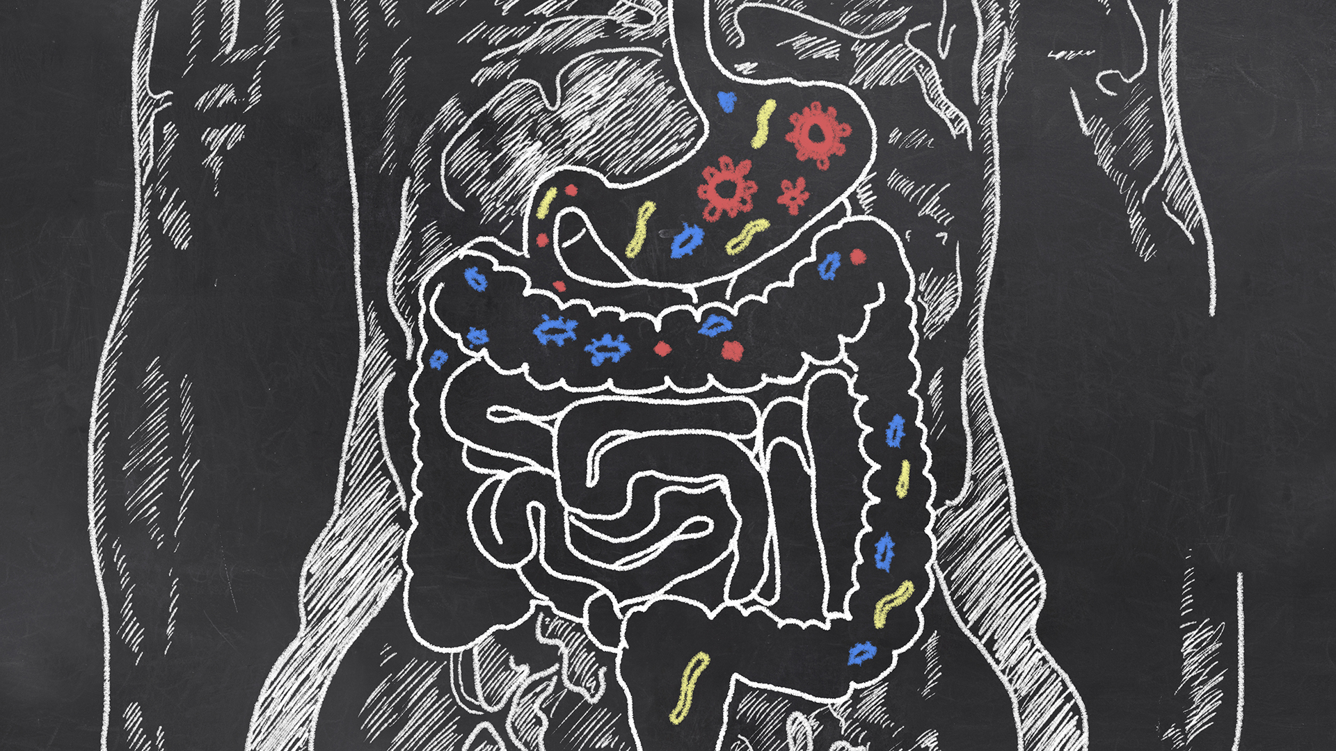 Somos lo que comen las bacterias que viven en nuestro tracto intestinal (Getty Images)