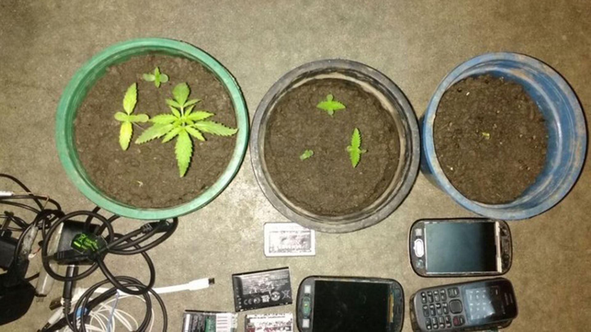 Presos verdes: plantines de marihuana en requisa del SPB.