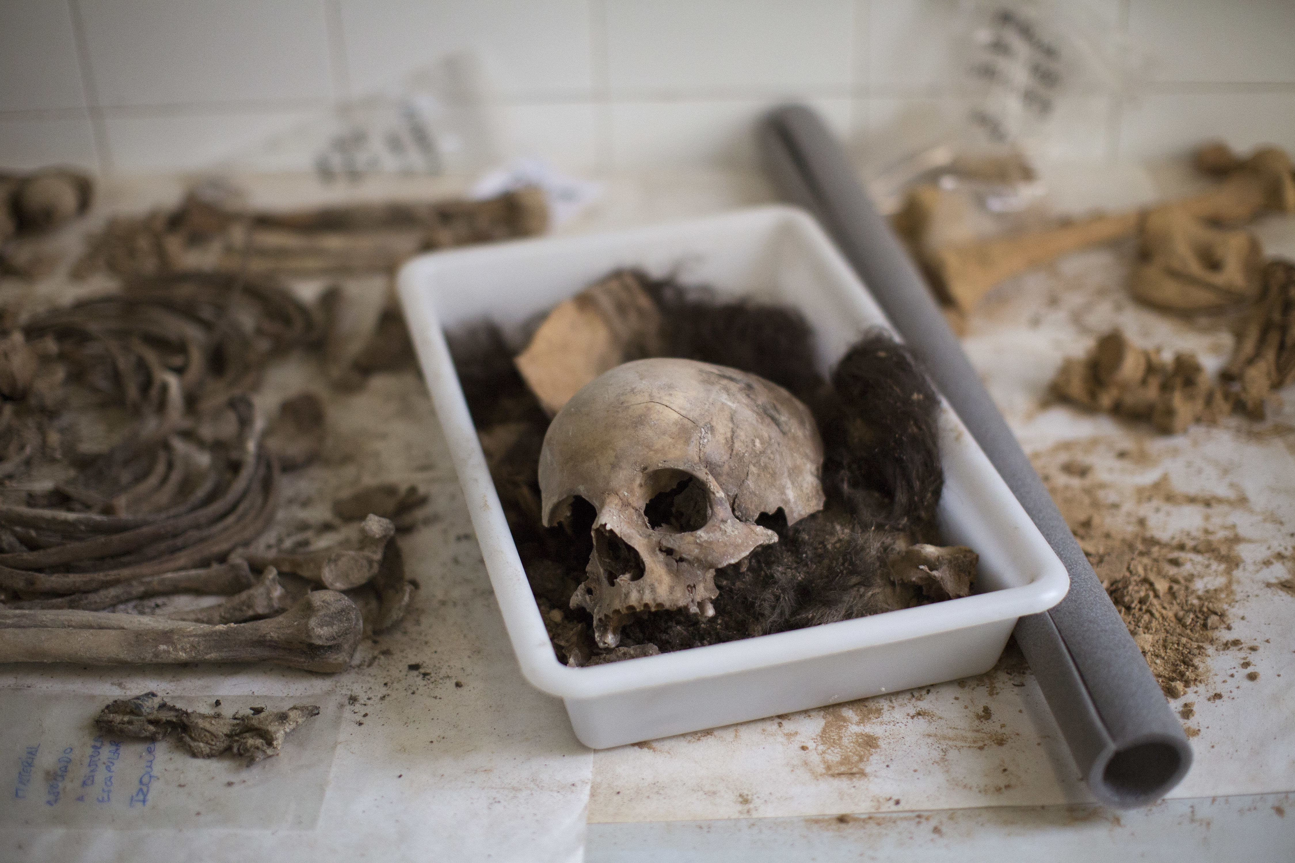 Un cráneo y otros huesos son clasificados por antropólogos después de haberlos exhumado de una fosa común en el cementerio de Paterna, cerca de Valencia, España, el martes 28 de agosto de 2018. Los arqueólogos están desenterrando los restos de algunas de las 100 personas que se cree que fueron ejecutadas por el régimen franquista cerca de Valencia al final de la Guerra Civil española hace ocho décadas (AP Foto/ Emilio Morenatti)