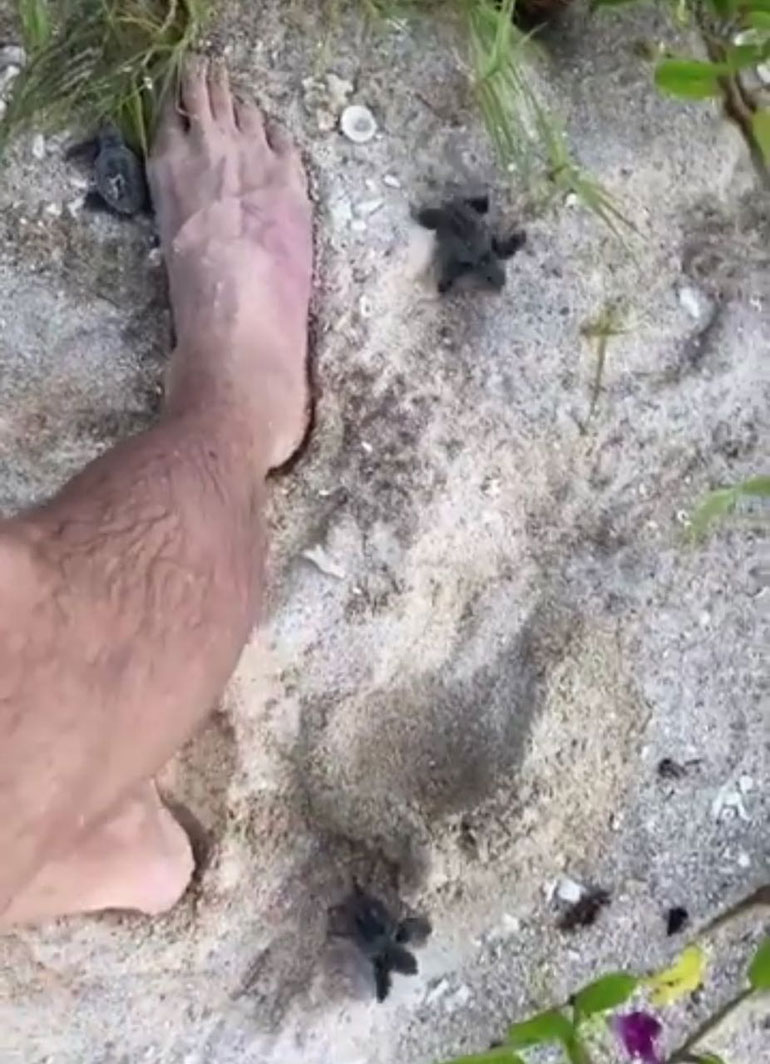En sus redes sociales los asistentes subieron fotos y videos “presumiendo” a las tortugas