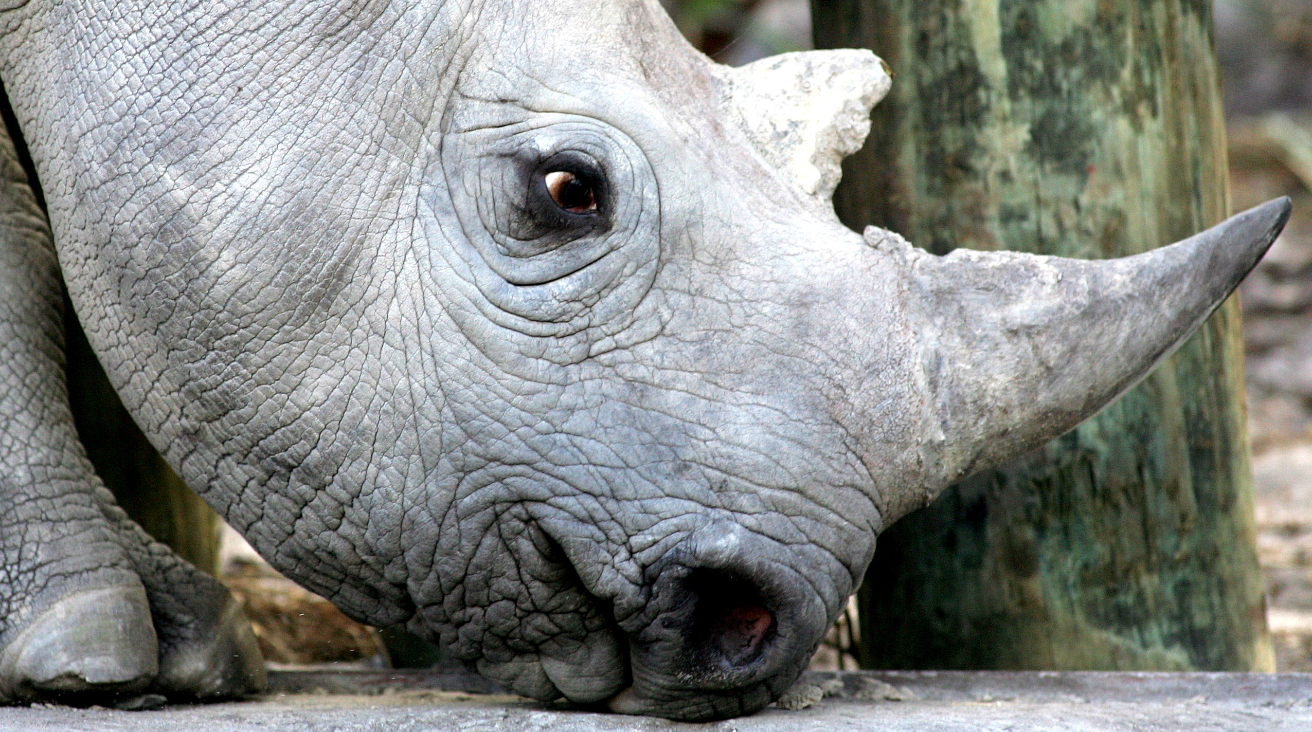 Los rinocerontes negros están en grave peligro de extinción por los cazadores que buscan los cuernos, a alto valor en el mercado negro (Reuters)