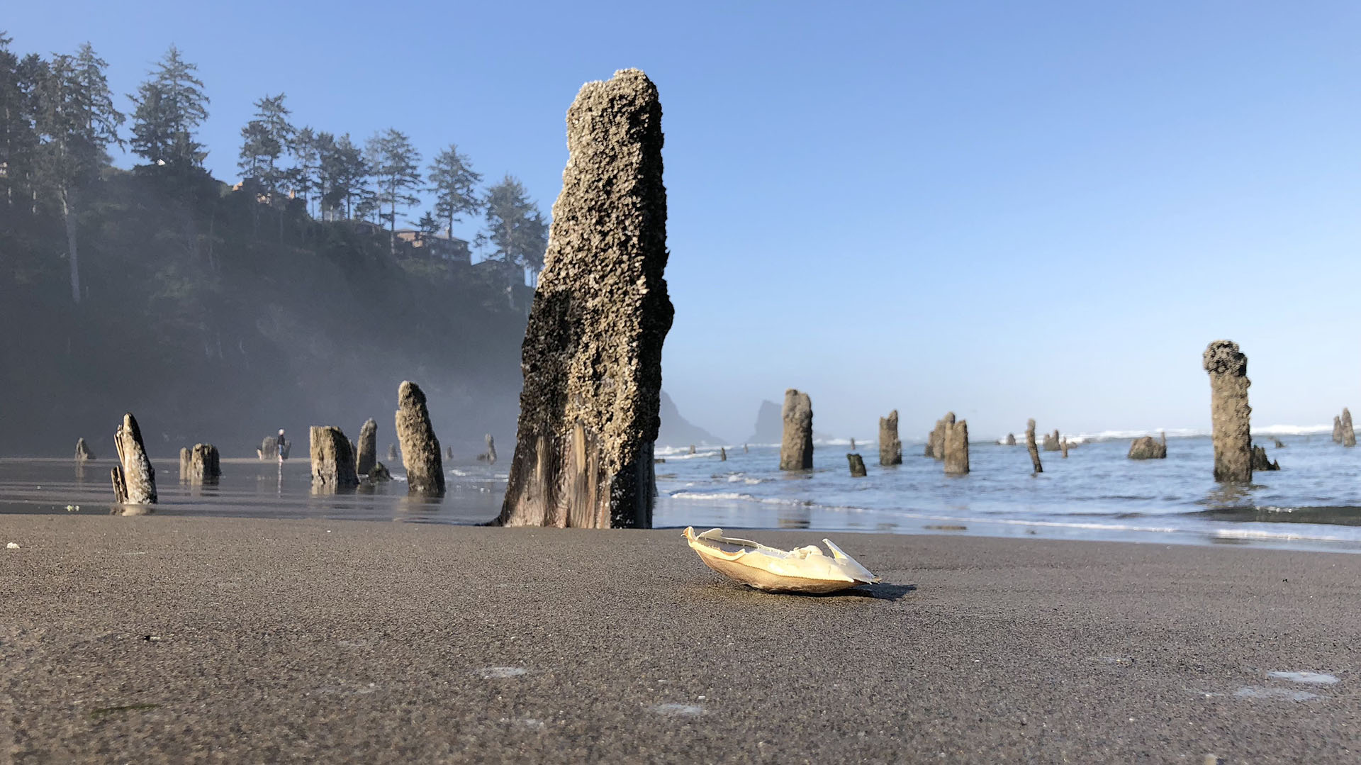 El “bosque fantasma” en una playa de Oregón que se transformó en un